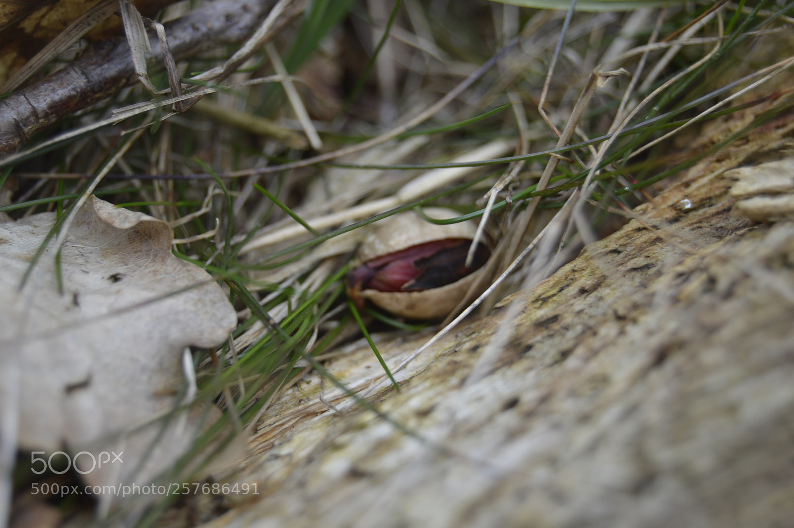 Nikon D3200 sample photo. Skøn natur photography