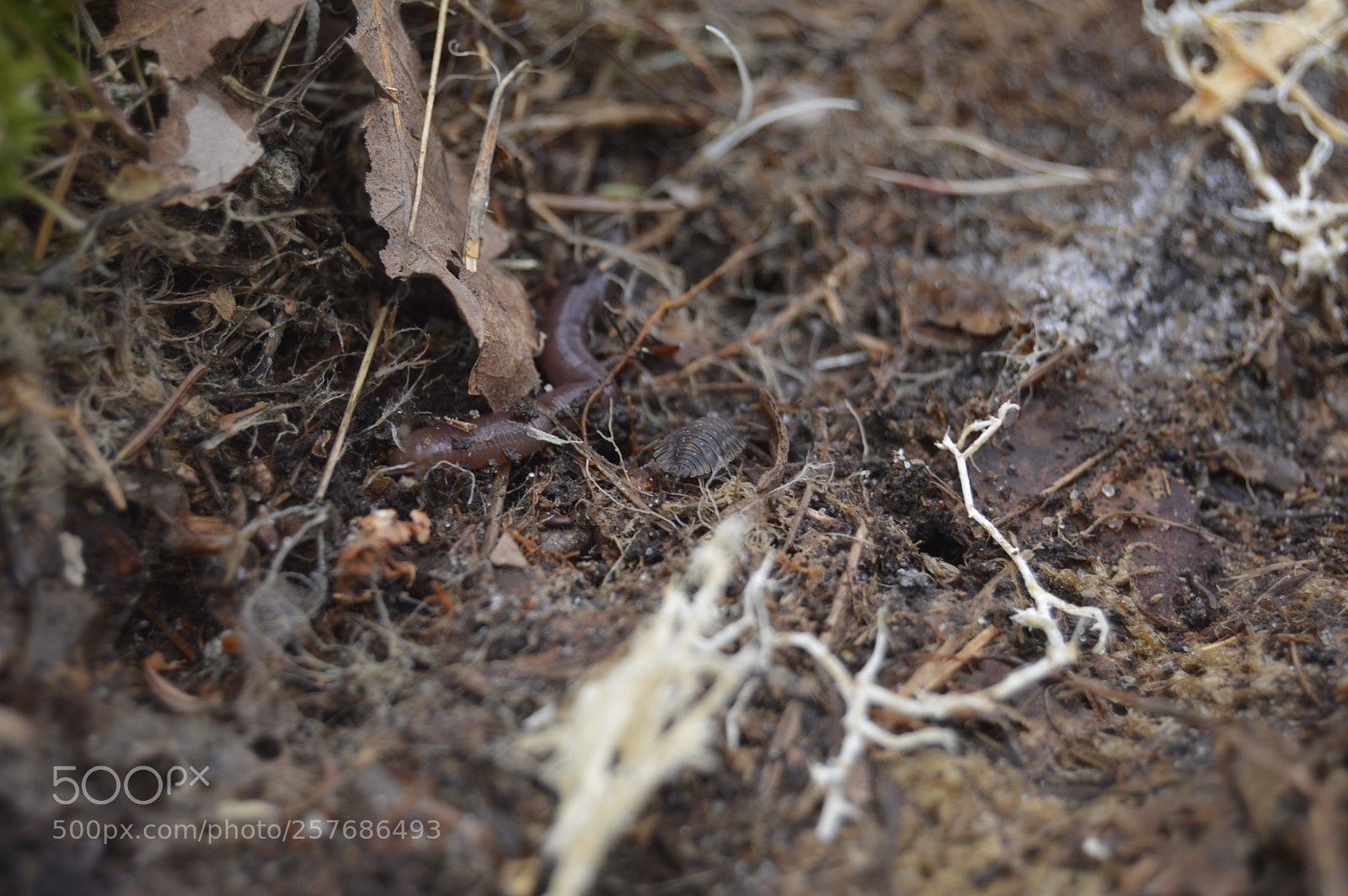 Nikon D3200 sample photo. Skøn natur photography