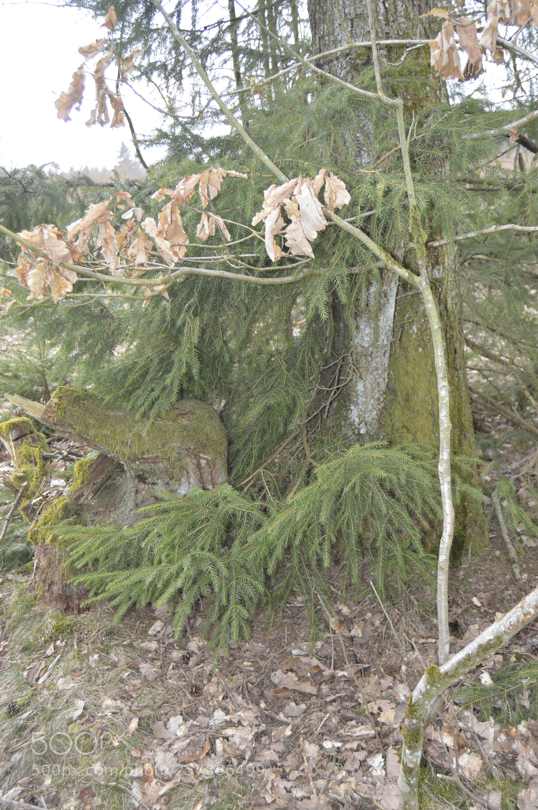 Nikon D3200 sample photo. Skøn natur photography
