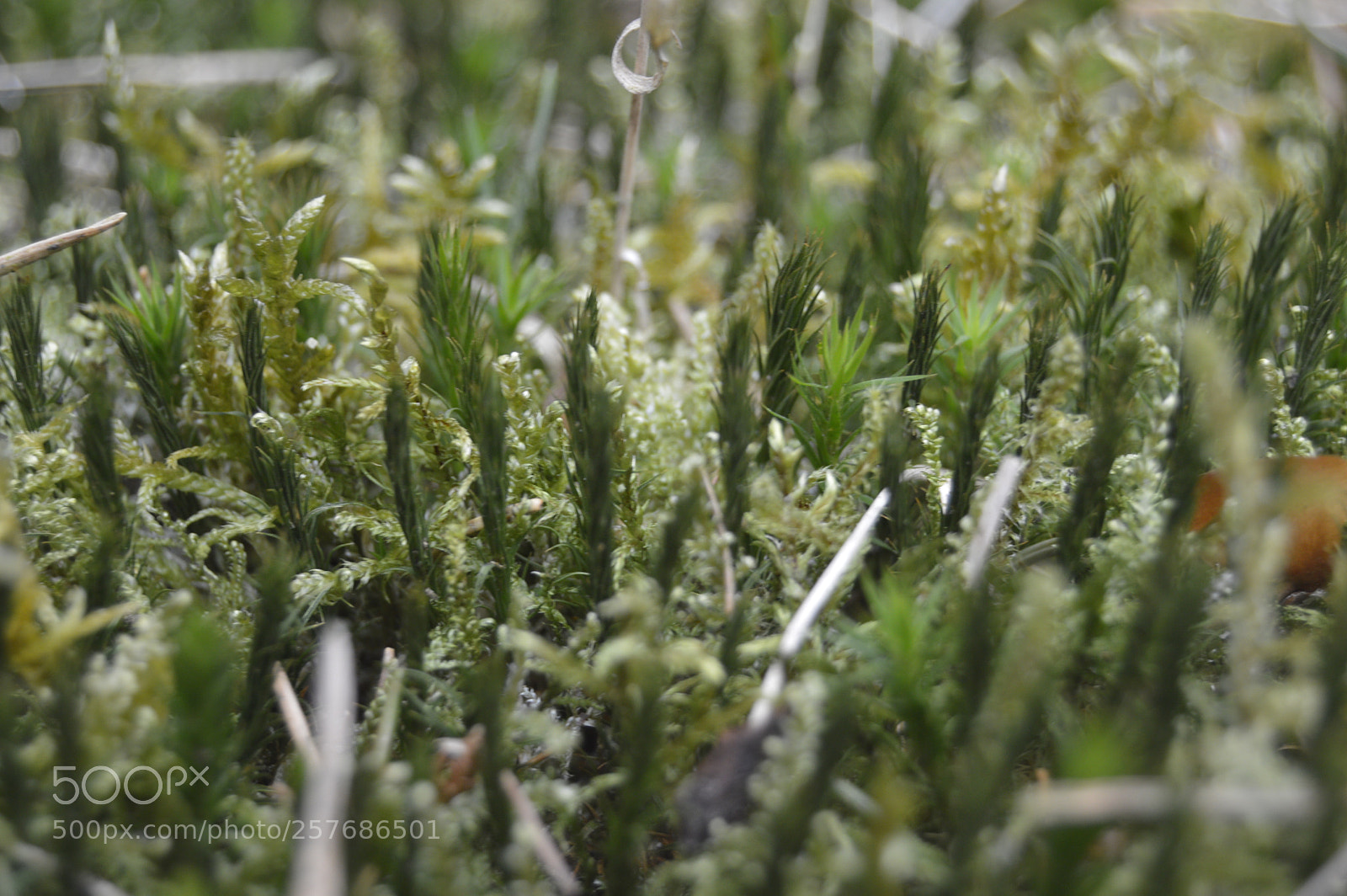 Nikon D3200 sample photo. Skøn natur photography