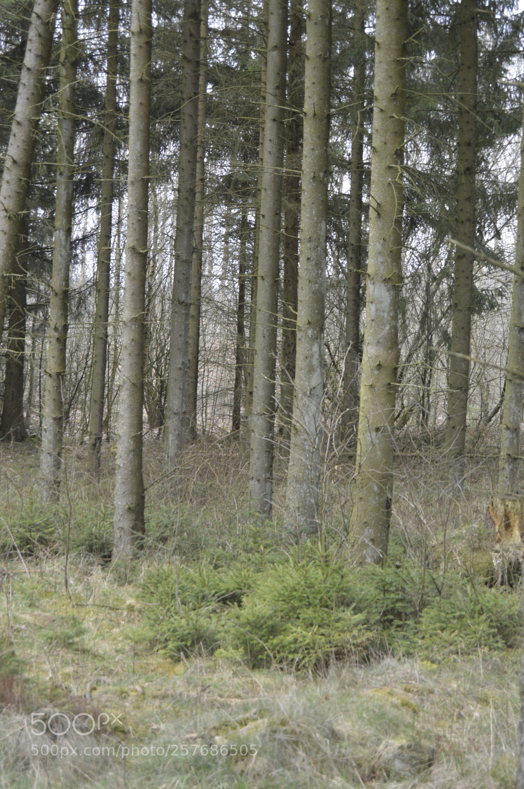Nikon D3200 sample photo. Skøn natur photography