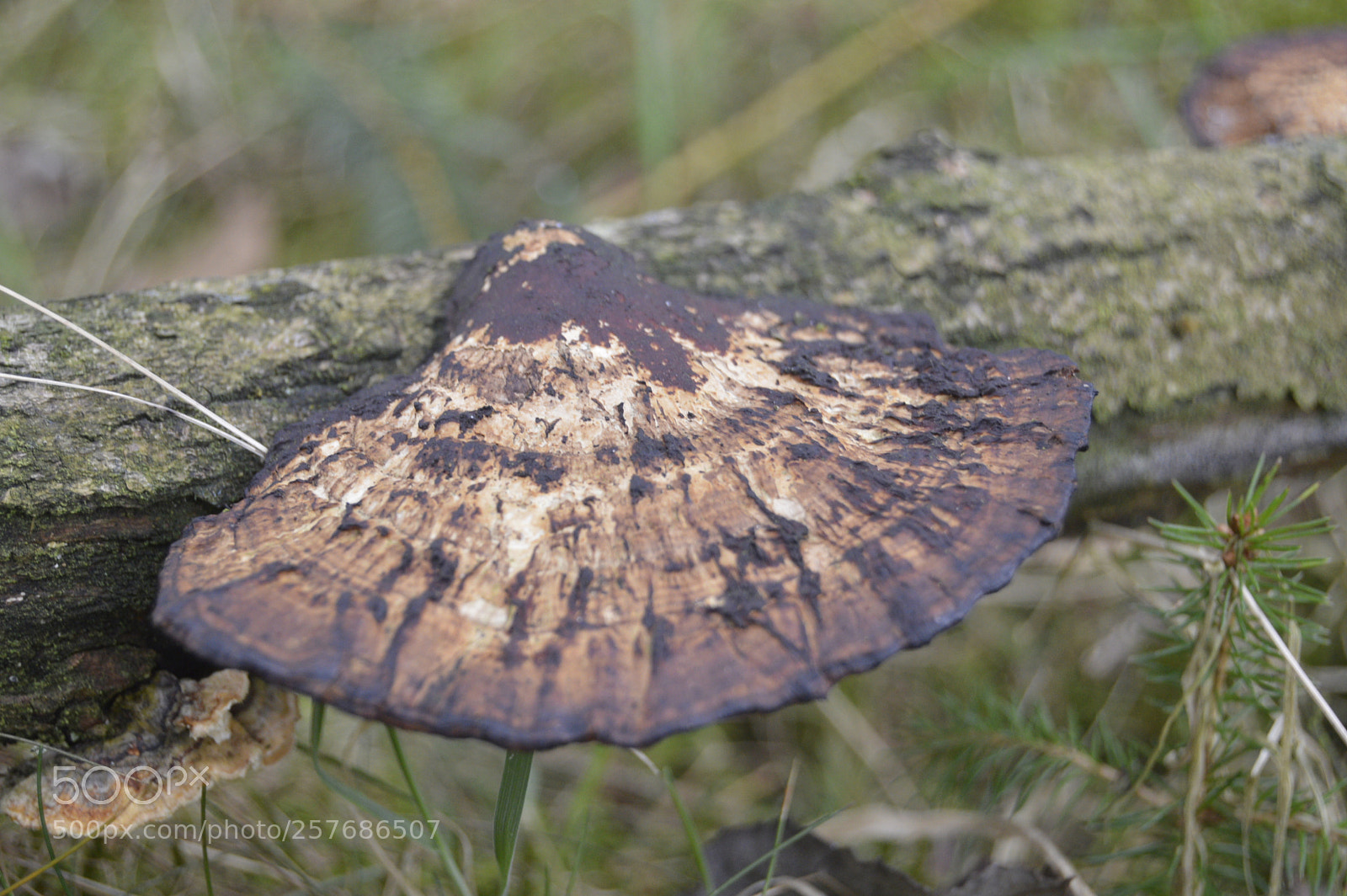 Nikon D3200 sample photo. Skøn natur photography