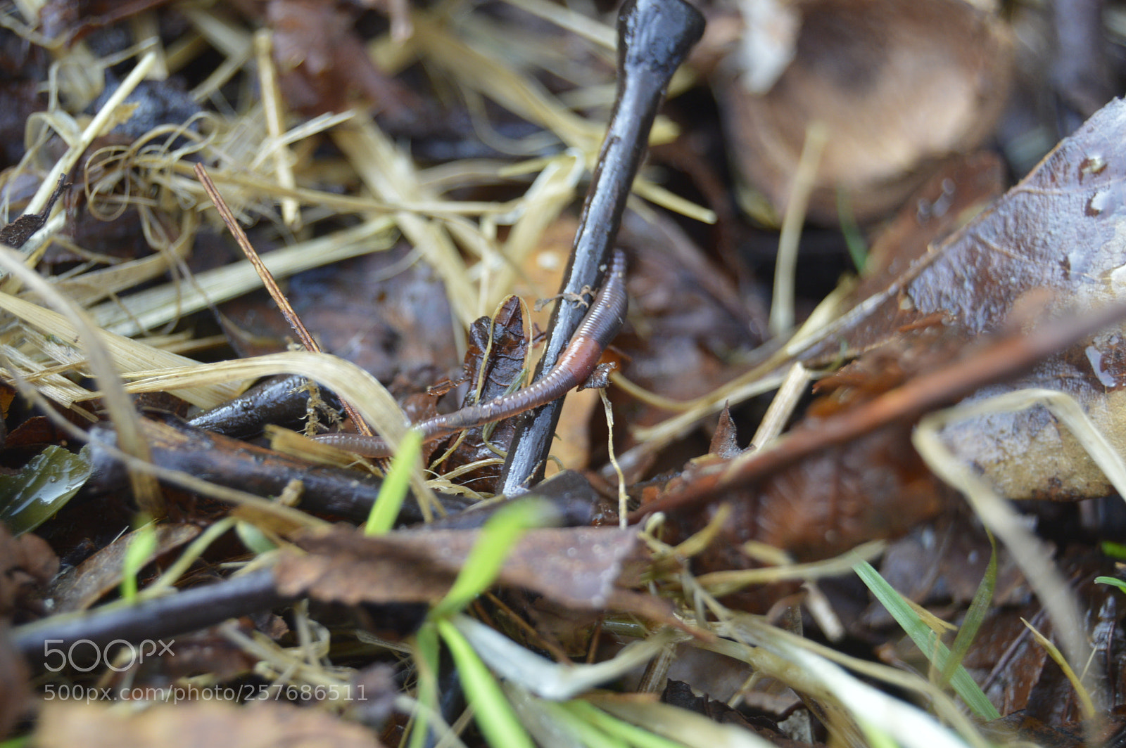 Nikon D3200 sample photo. Skøn natur photography