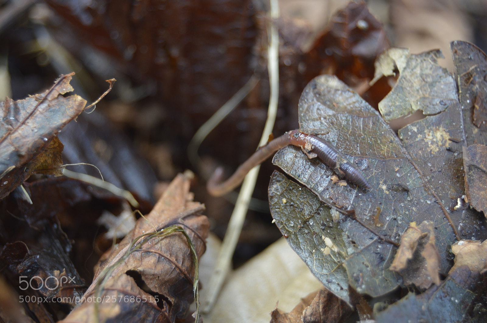 Nikon D3200 sample photo. Skøn natur photography