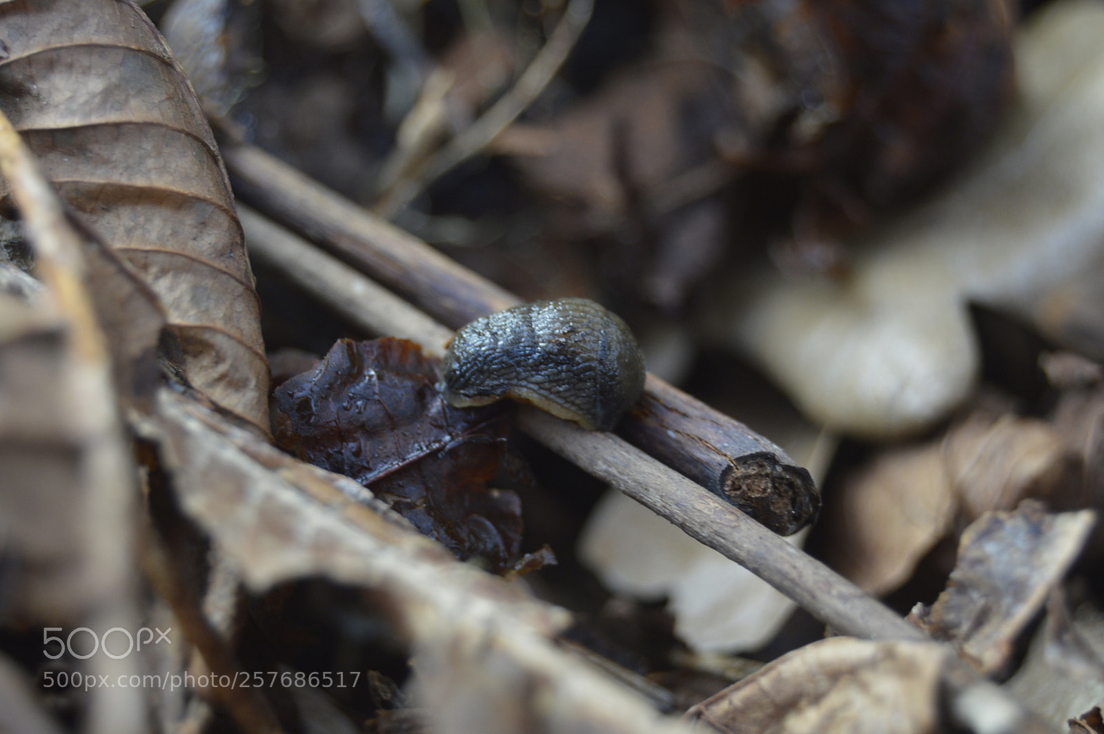 Nikon D3200 sample photo. Skøn natur photography
