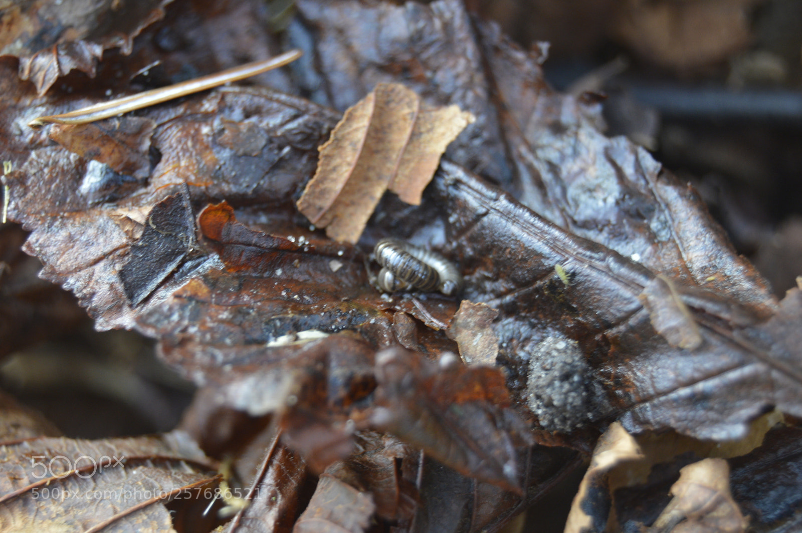 Nikon D3200 sample photo. Skøn natur photography