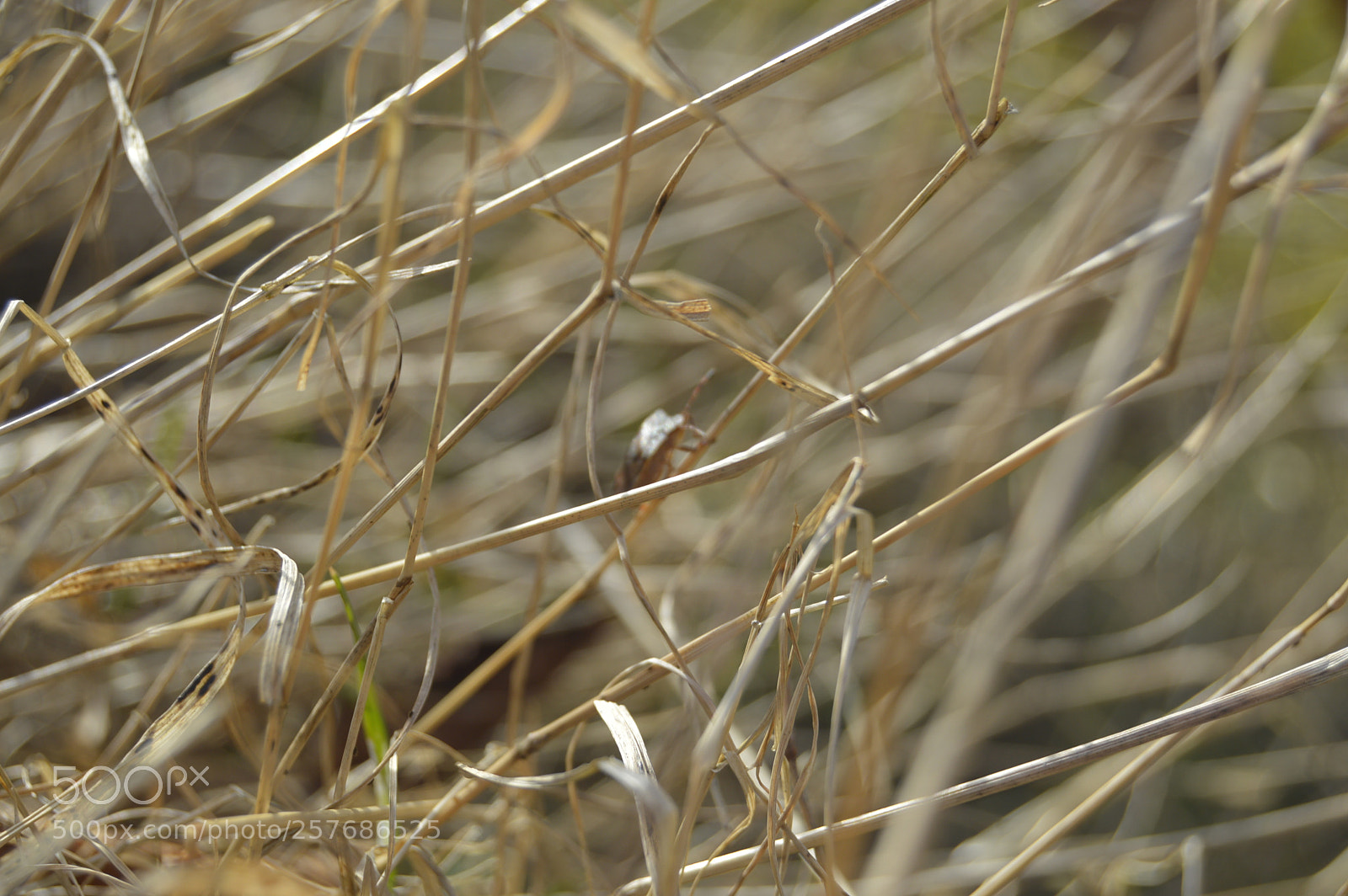 Nikon D3200 sample photo. Skøn natur photography