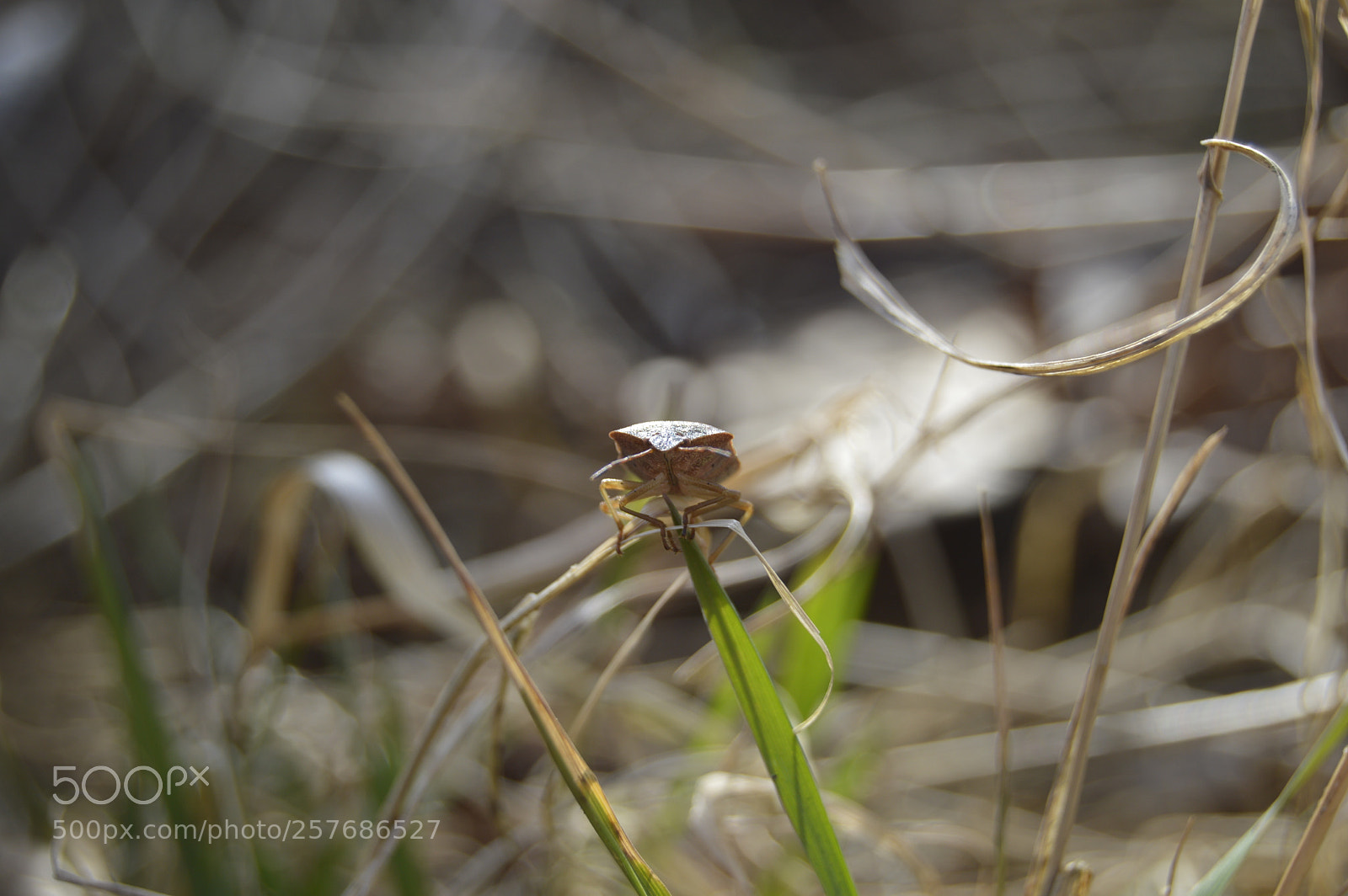 Nikon D3200 sample photo. Skøn natur photography