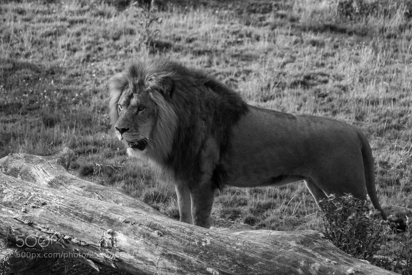 Nikon D7100 sample photo. Leo - lion photography