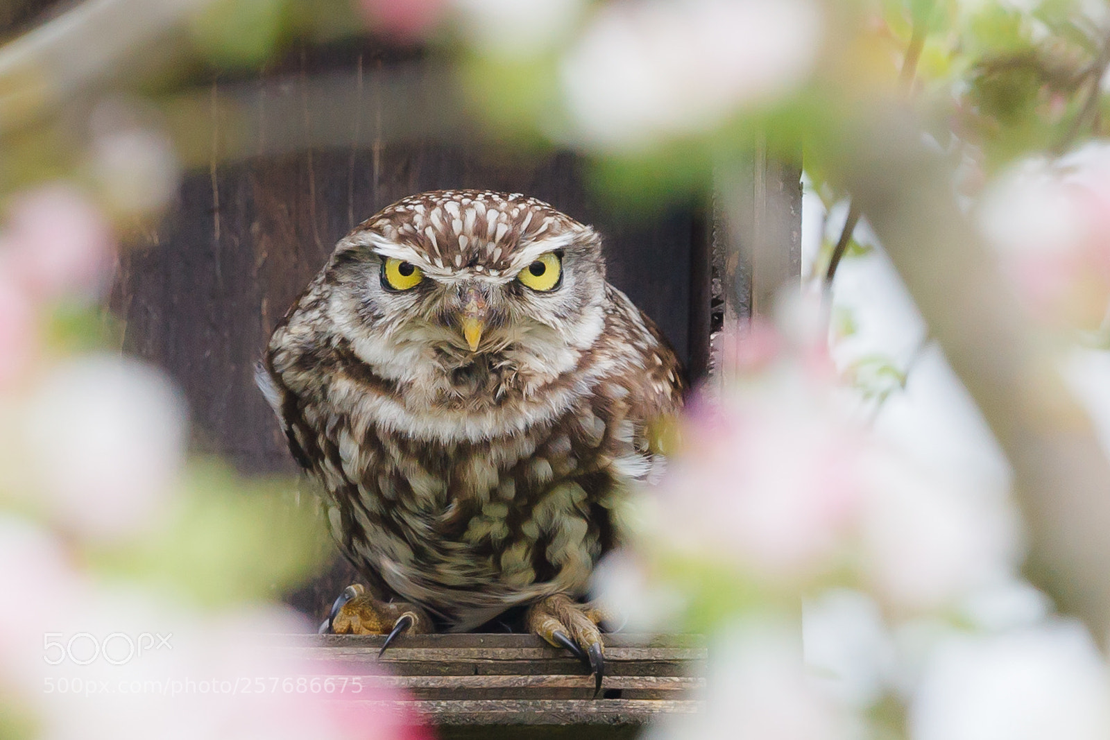 Canon EOS 5D Mark II sample photo. Athene noctua - little photography