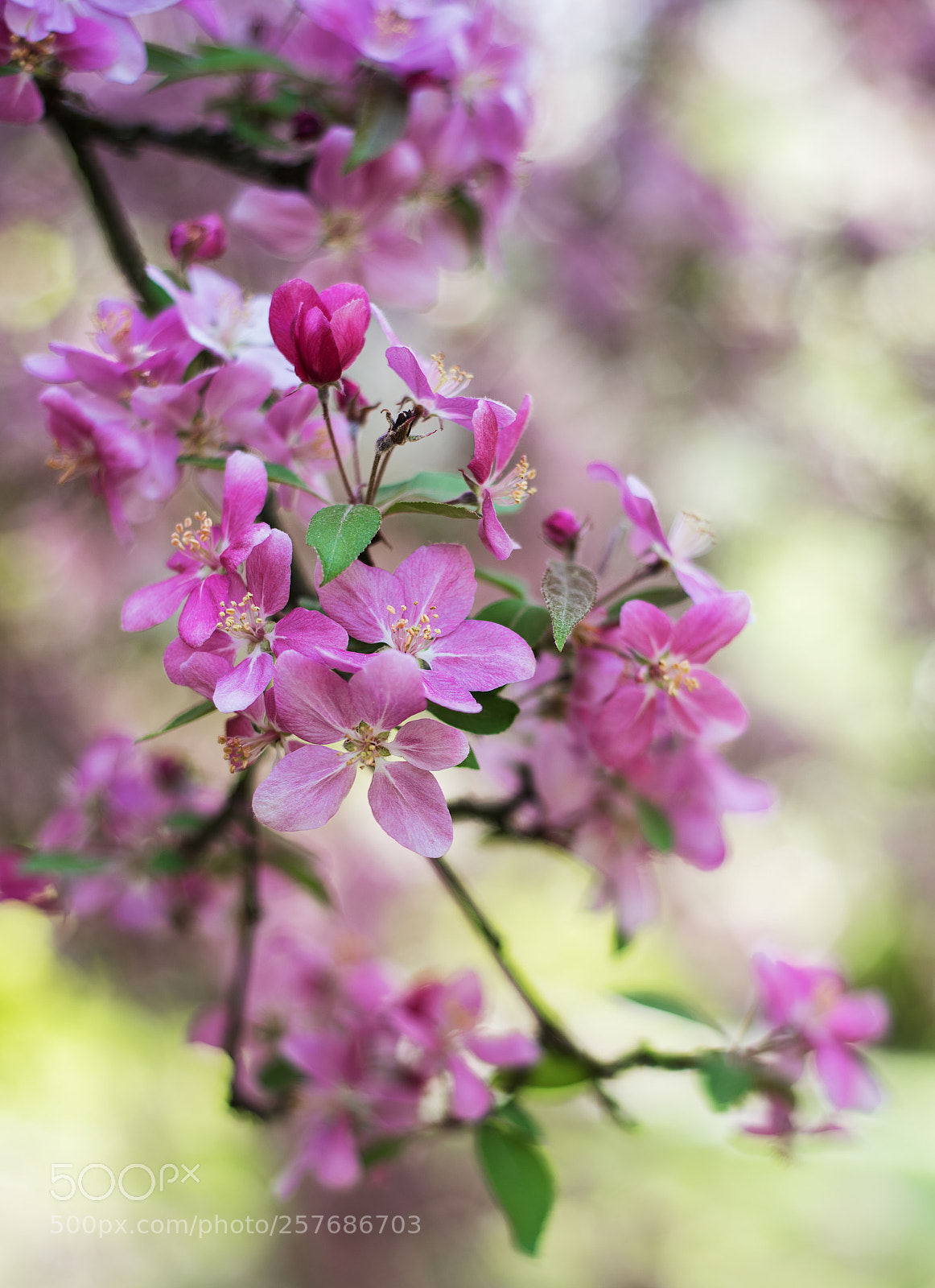 Nikon D750 sample photo. Spring pink blossom photography