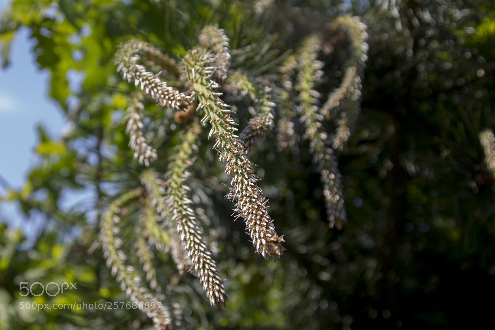 Canon EOS 760D (EOS Rebel T6s / EOS 8000D) sample photo. Brought from the forest photography