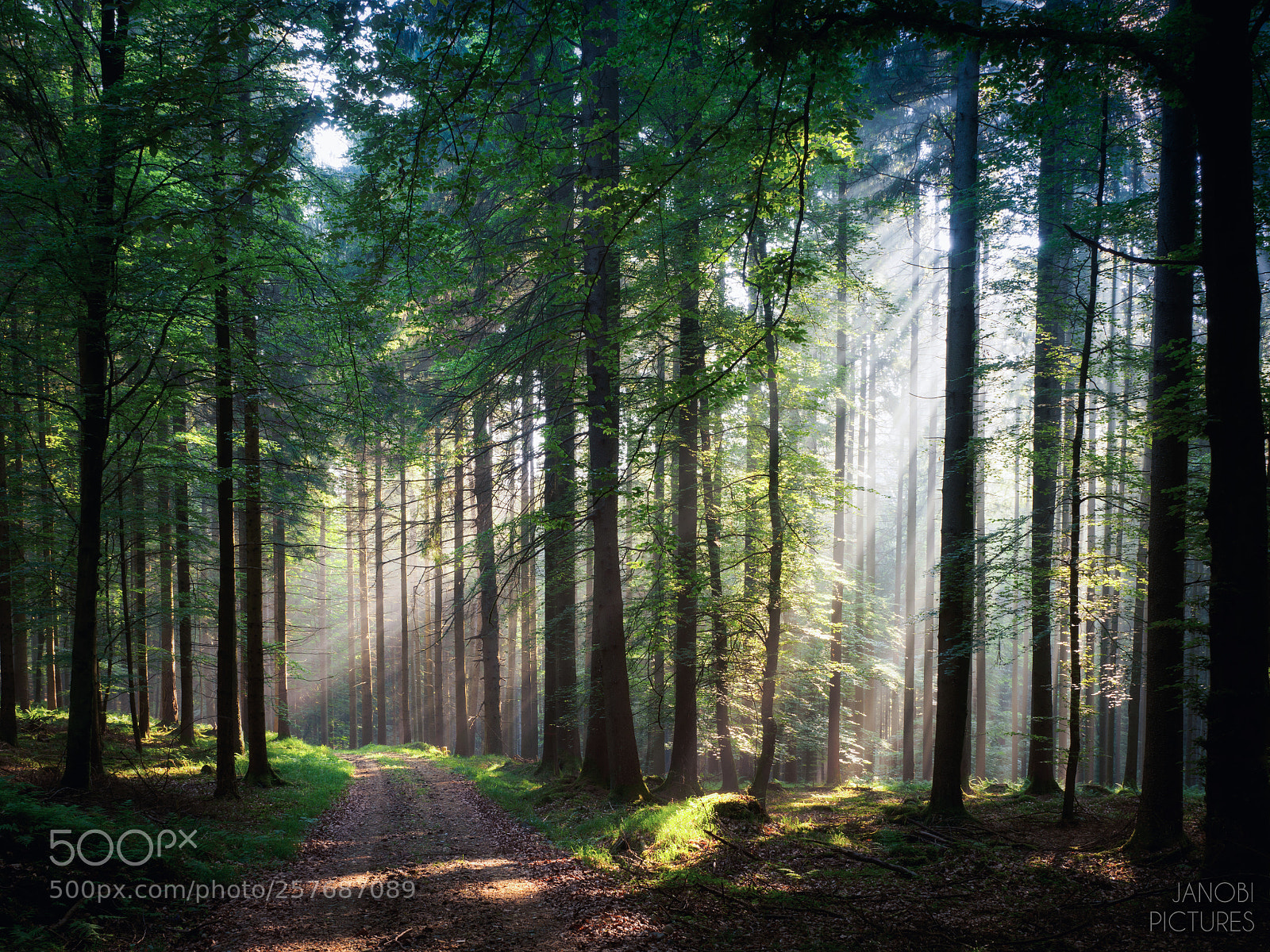 Olympus OM-D E-M5 II sample photo. ~ awaken in the forest ~ photography