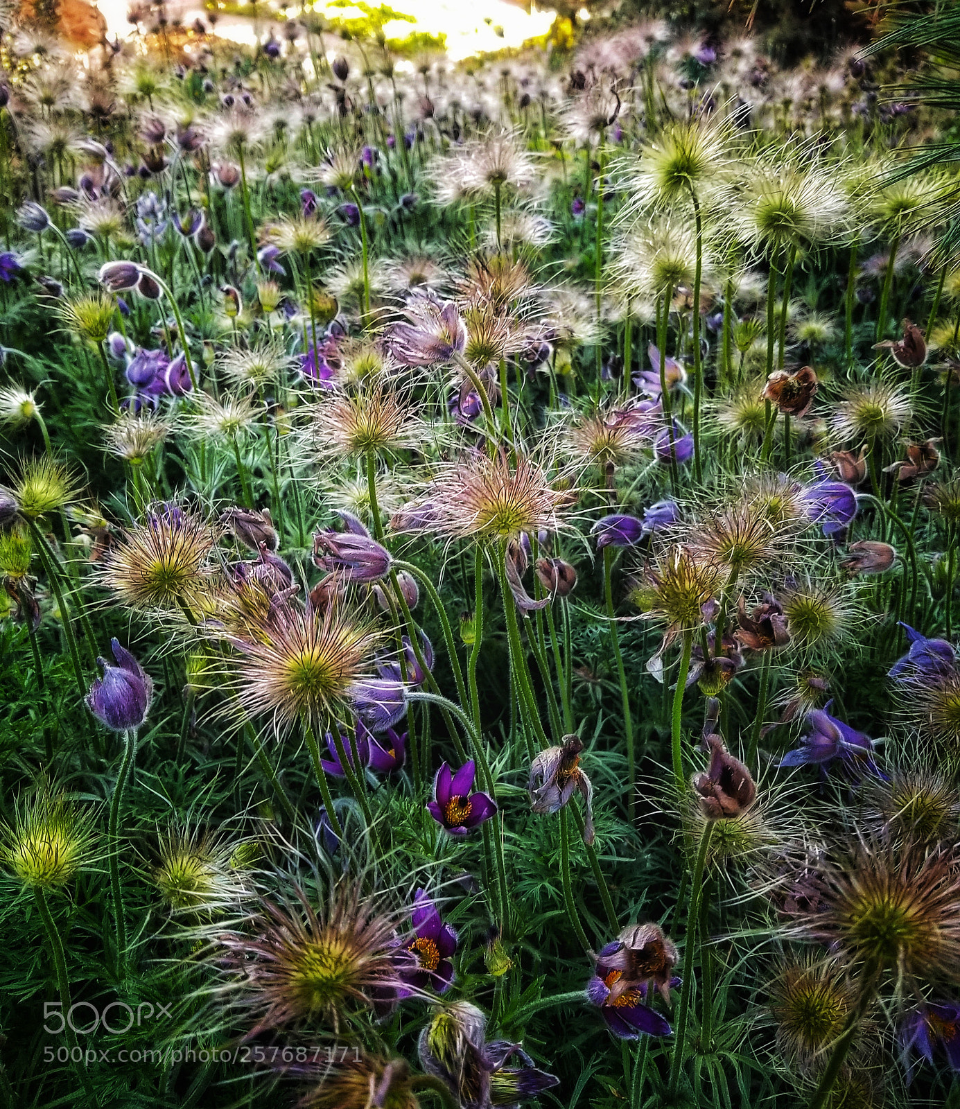 Samsung Galaxy S8+ sample photo. Botanical gardens utah photography
