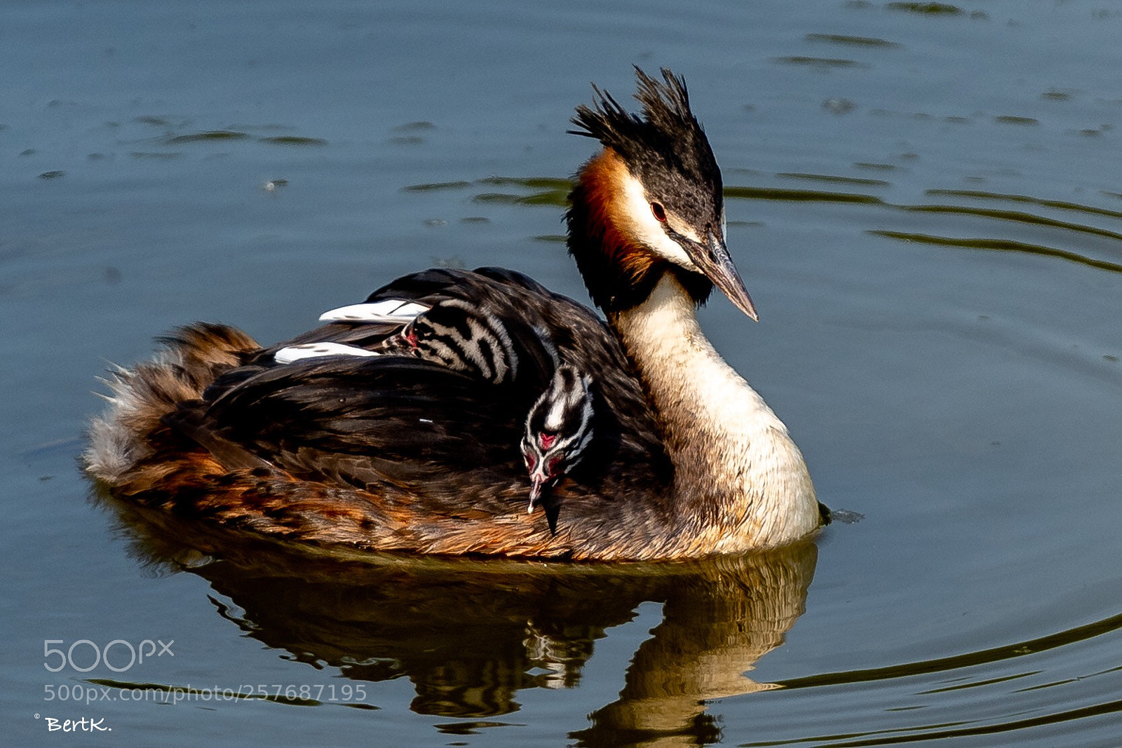 Nikon D500 sample photo. Mother’s day  photography
