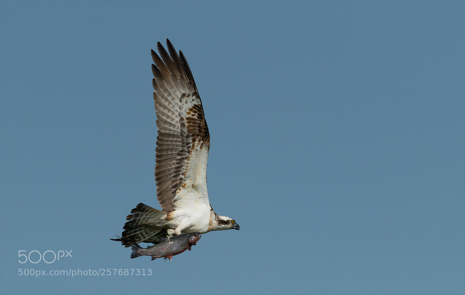 Nikon D850 sample photo. Flying fish! photography