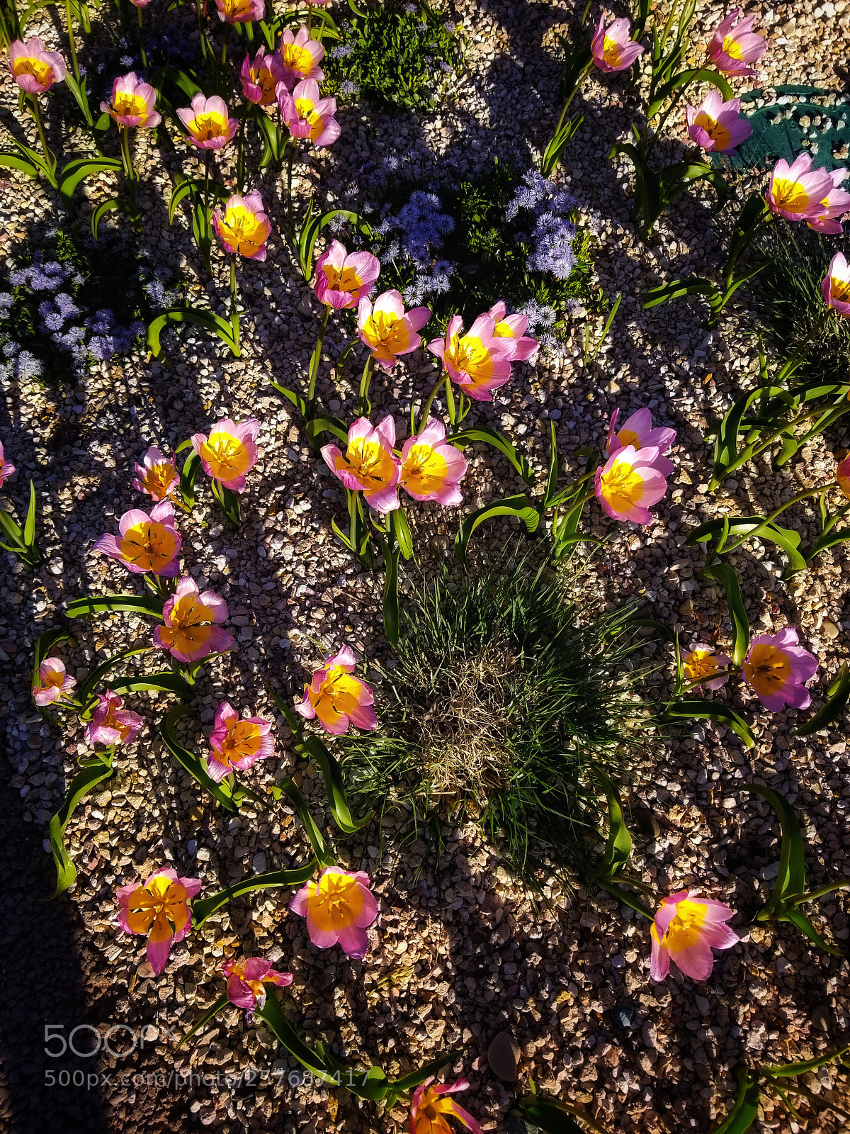 Samsung Galaxy S8+ sample photo. Springtime blooms photography
