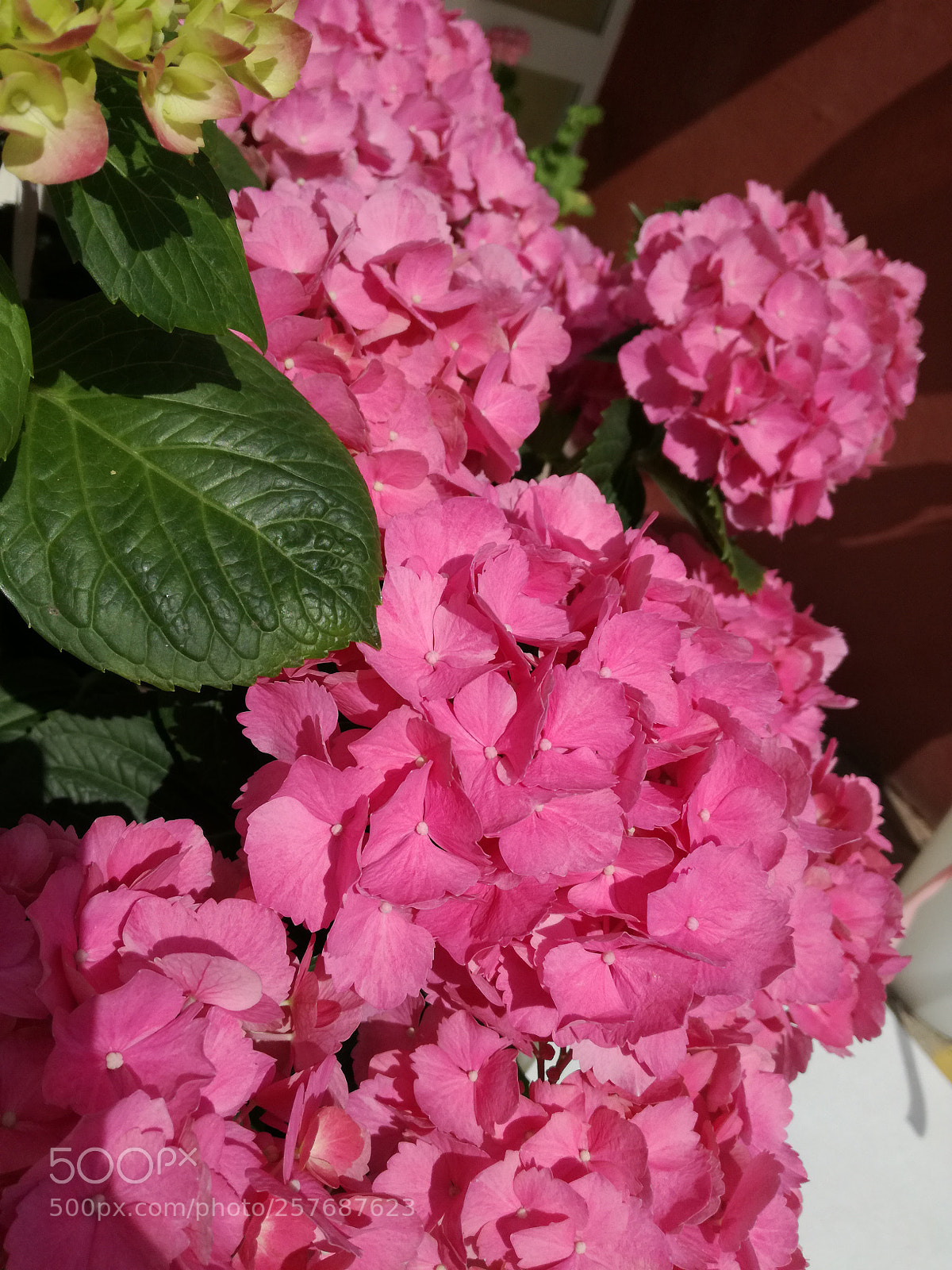 HUAWEI P9 LITE sample photo. #loveisintheair photography