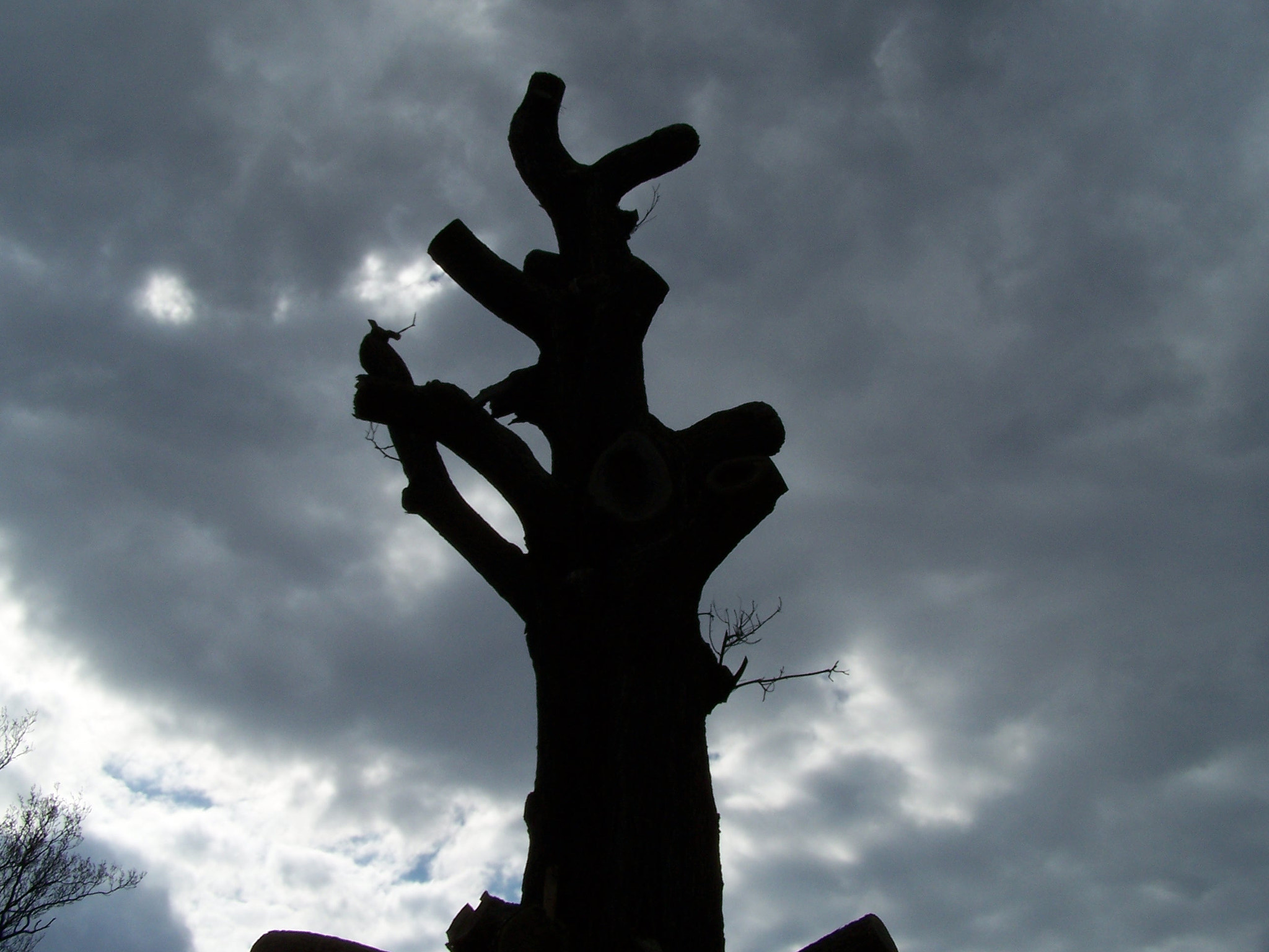 Kodak Z740 ZOOM DIGITAL CAMERA sample photo. Mood tree o photography