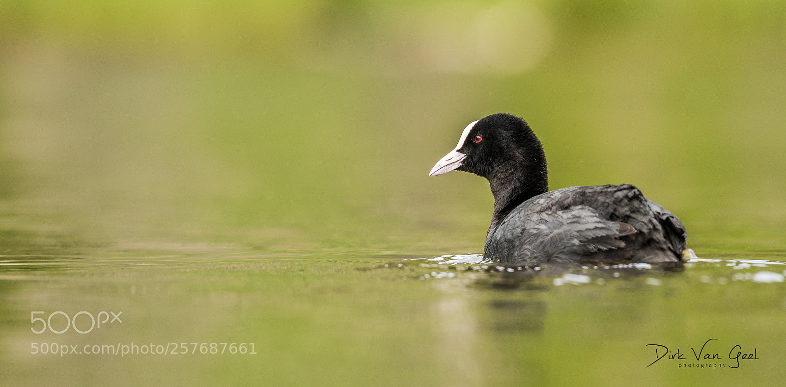 Nikon D750 sample photo. Coot swimming around photography