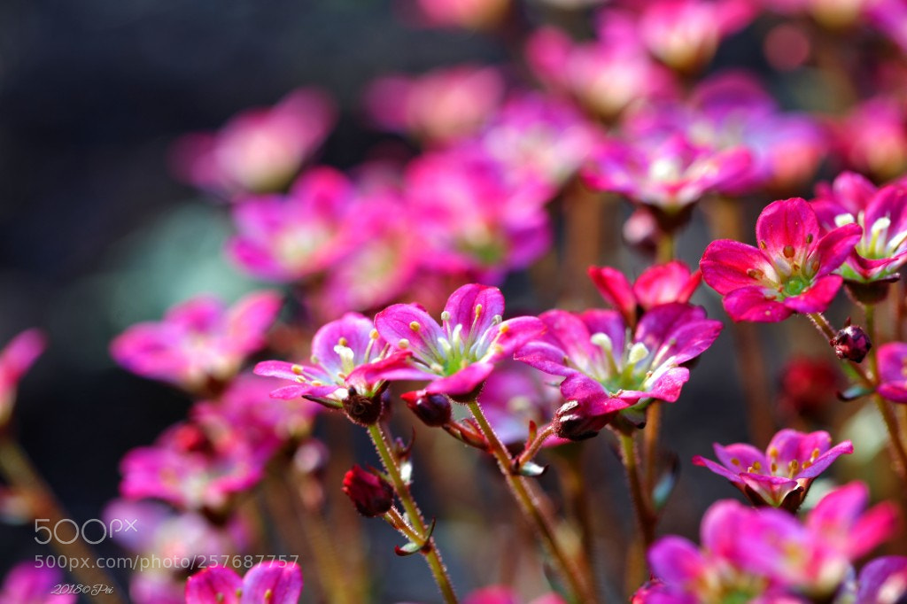 Canon EOS 5D Mark IV sample photo. Untitled photography