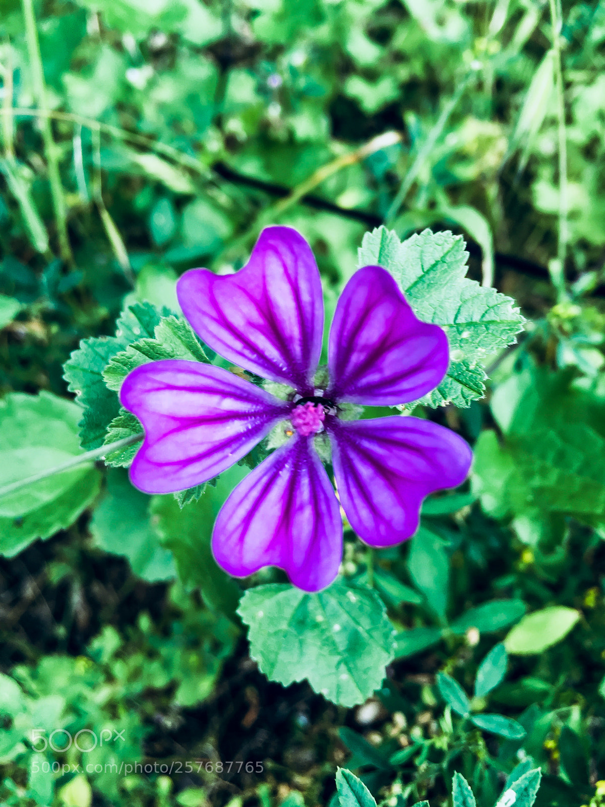 Apple iPhone SE sample photo. Flowers photography