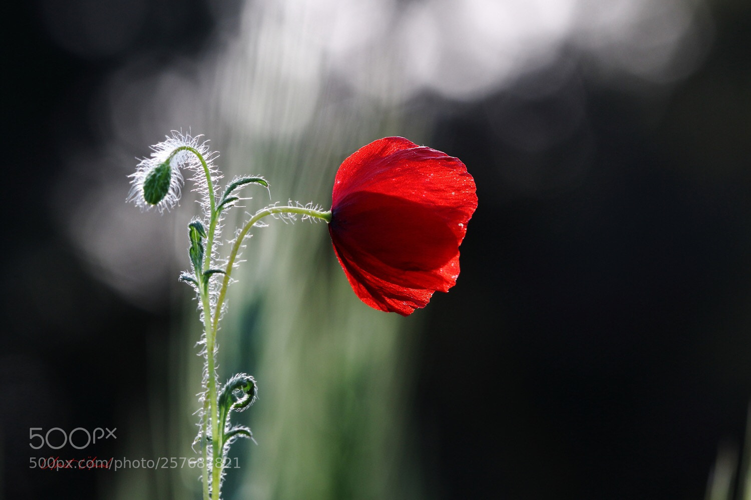 Canon EOS 7D Mark II sample photo. Happy mothers day photography