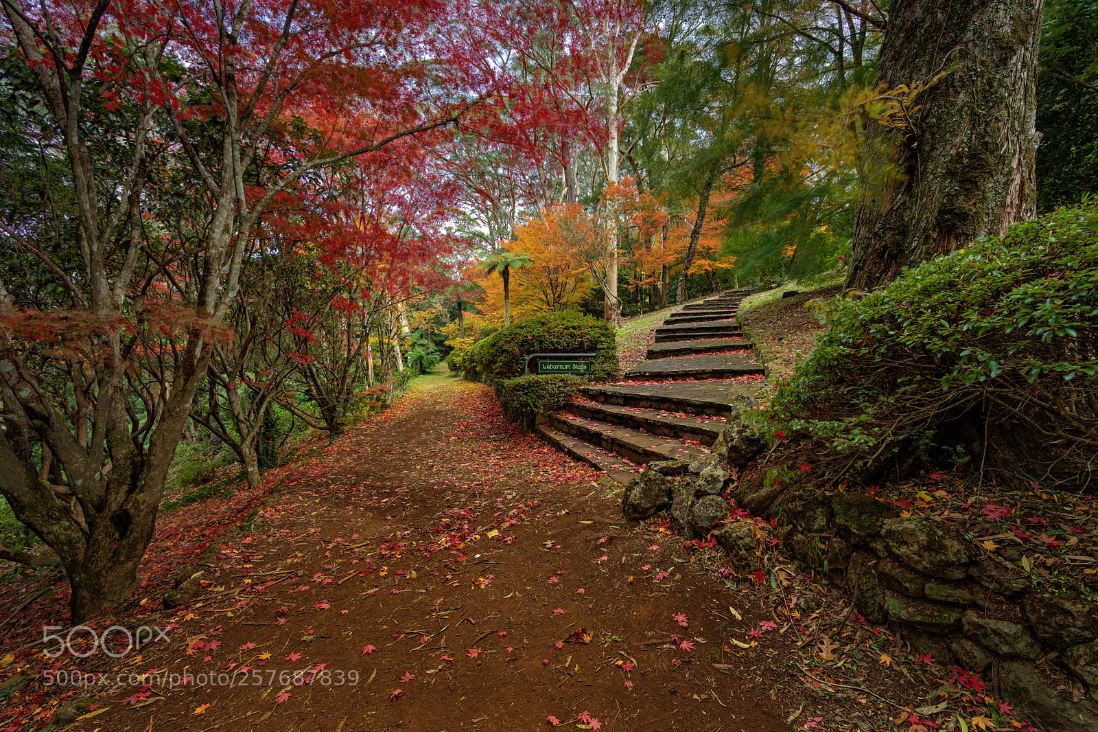 Canon EOS 5D Mark IV sample photo. Laburnum steps photography