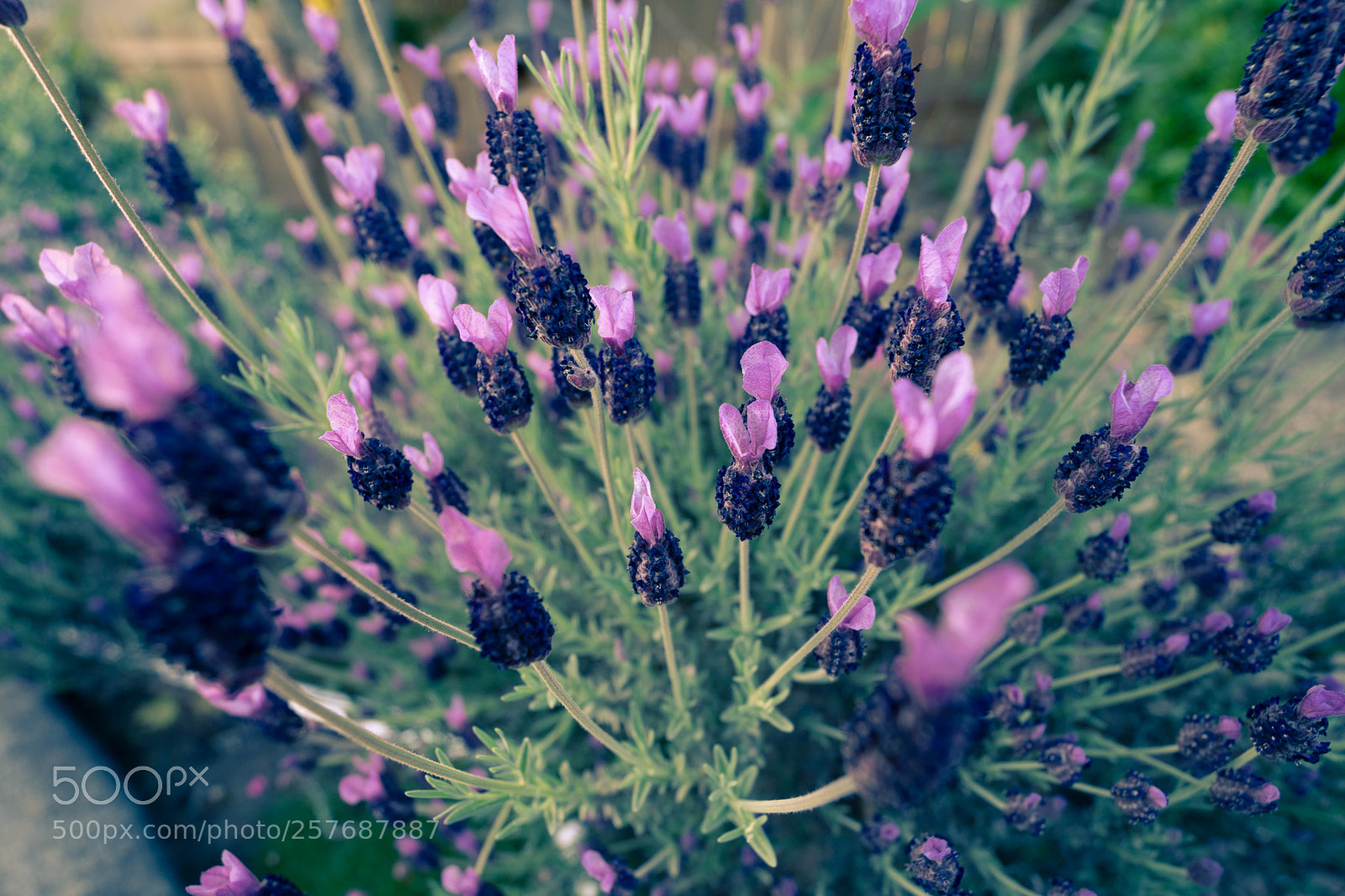 Sony a7 III sample photo. Bee magnet photography