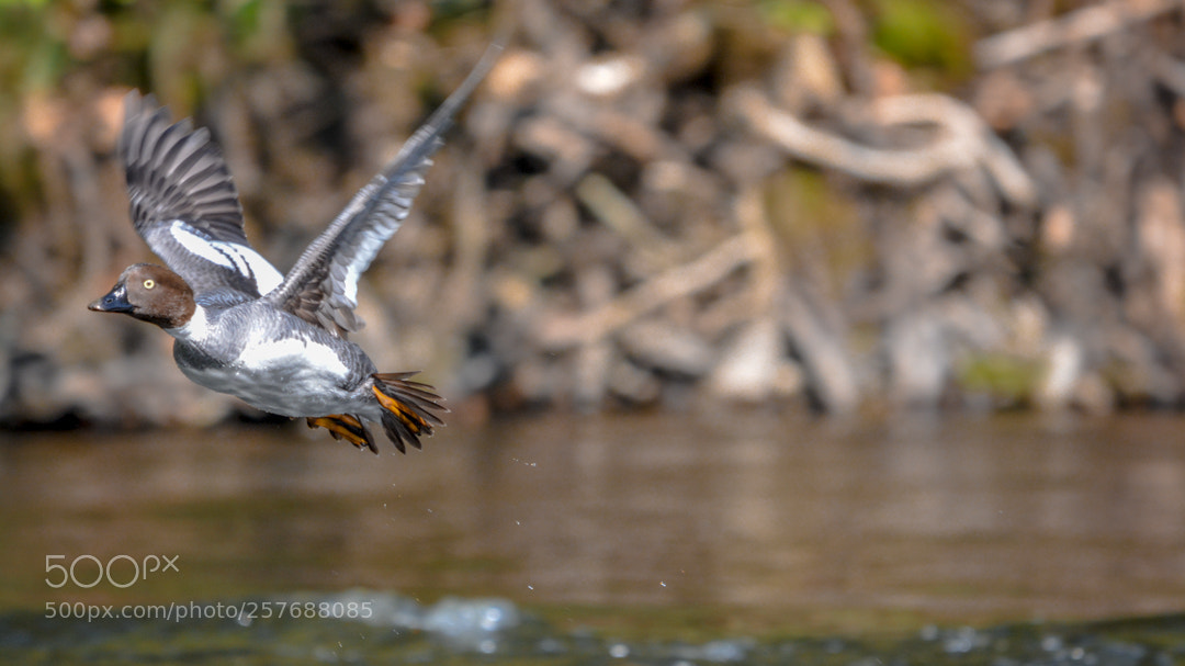 Nikon D5200 sample photo. Goldeneye. photography