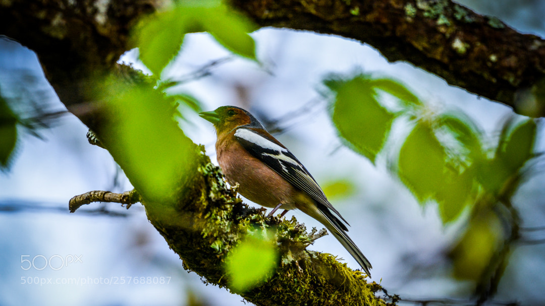 Nikon D5200 sample photo. Chaffinch. photography