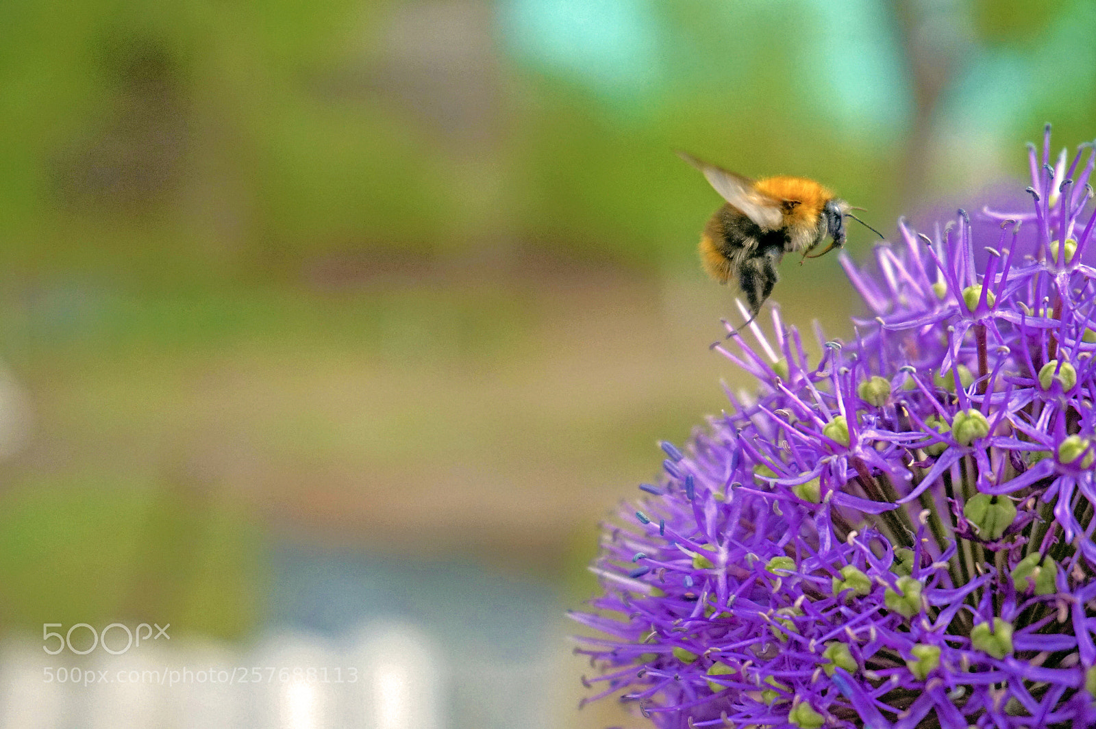 Sony Alpha a5000 (ILCE 5000) sample photo. Flight of the bumblebee photography