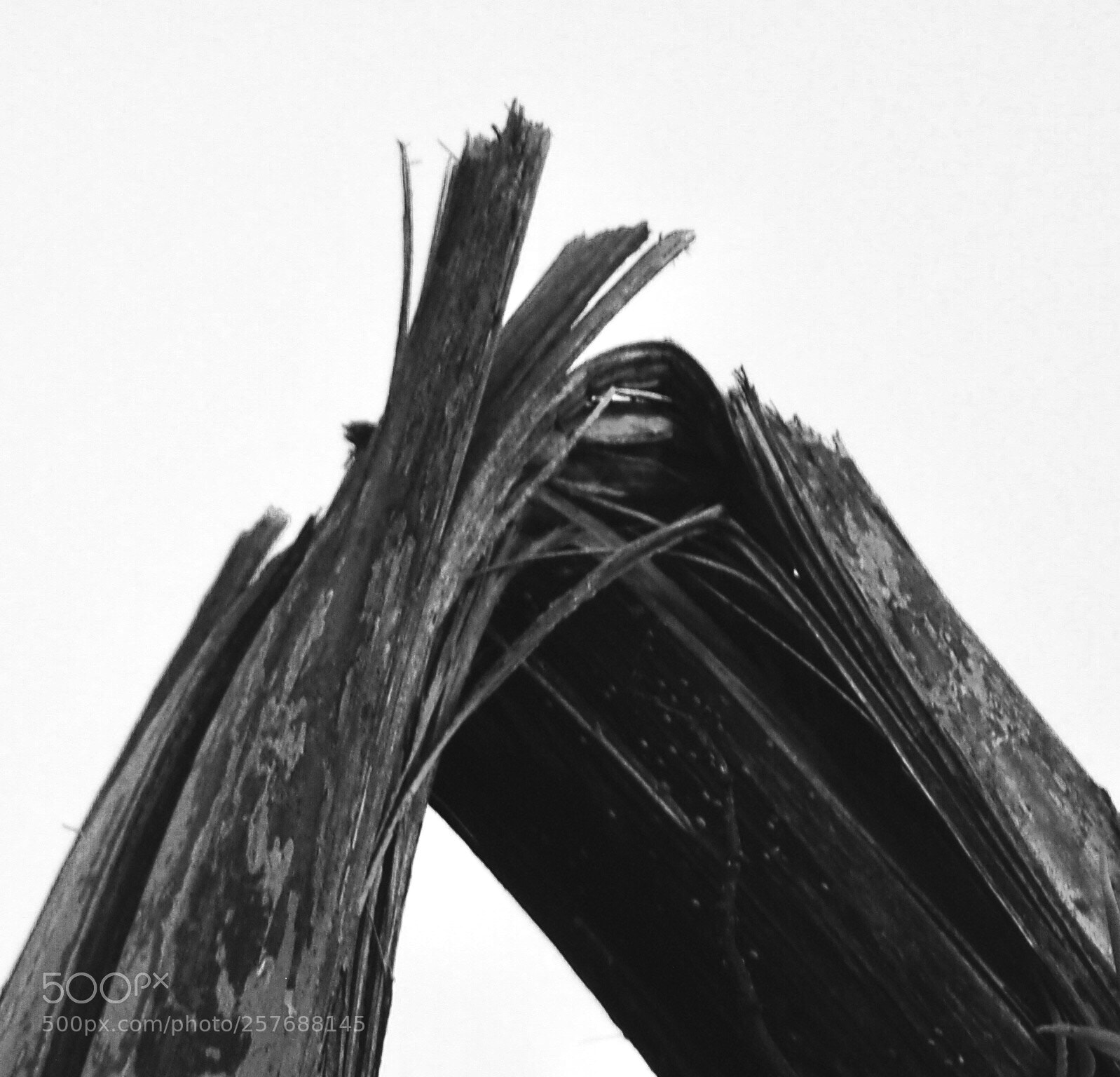 Olympus OM-D E-M10 sample photo. Fractured photography