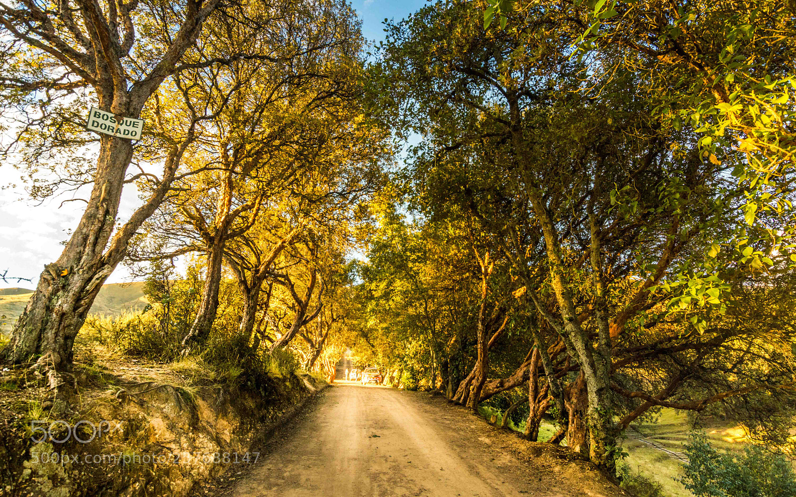 Nikon D3200 sample photo. Golden forest photography