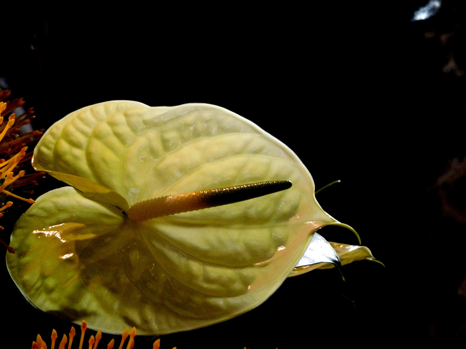 Nikon Coolpix S7000 sample photo. Anthurium photography