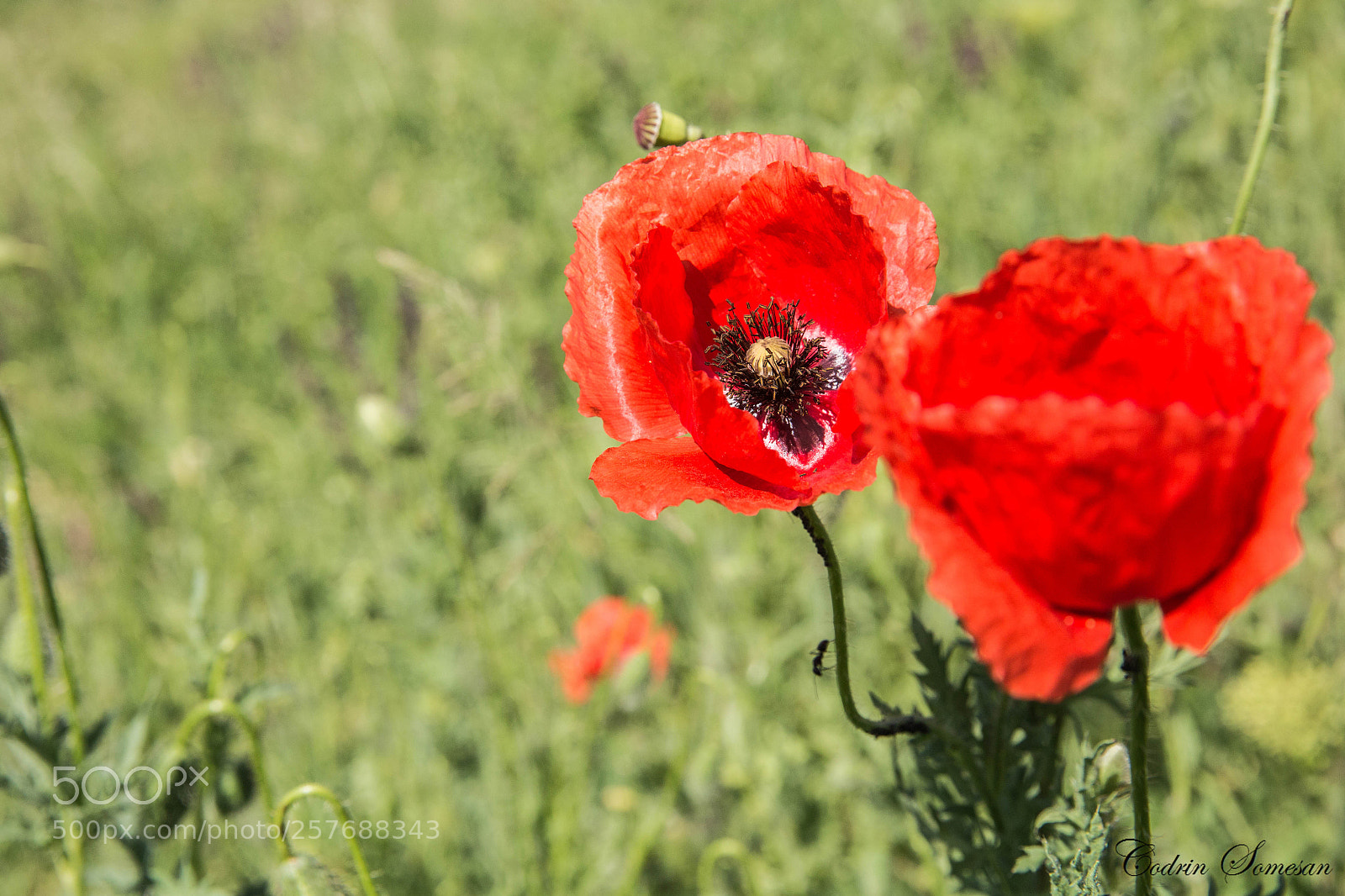 Canon EOS 6D sample photo. Mac.jpg photography