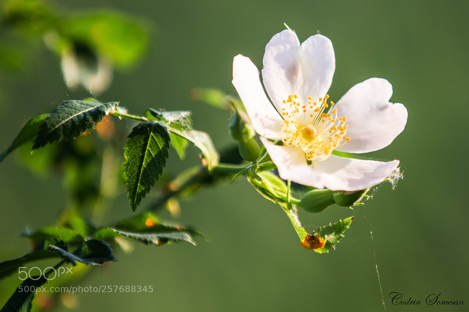 Canon EOS 6D sample photo. Floare.jpg photography