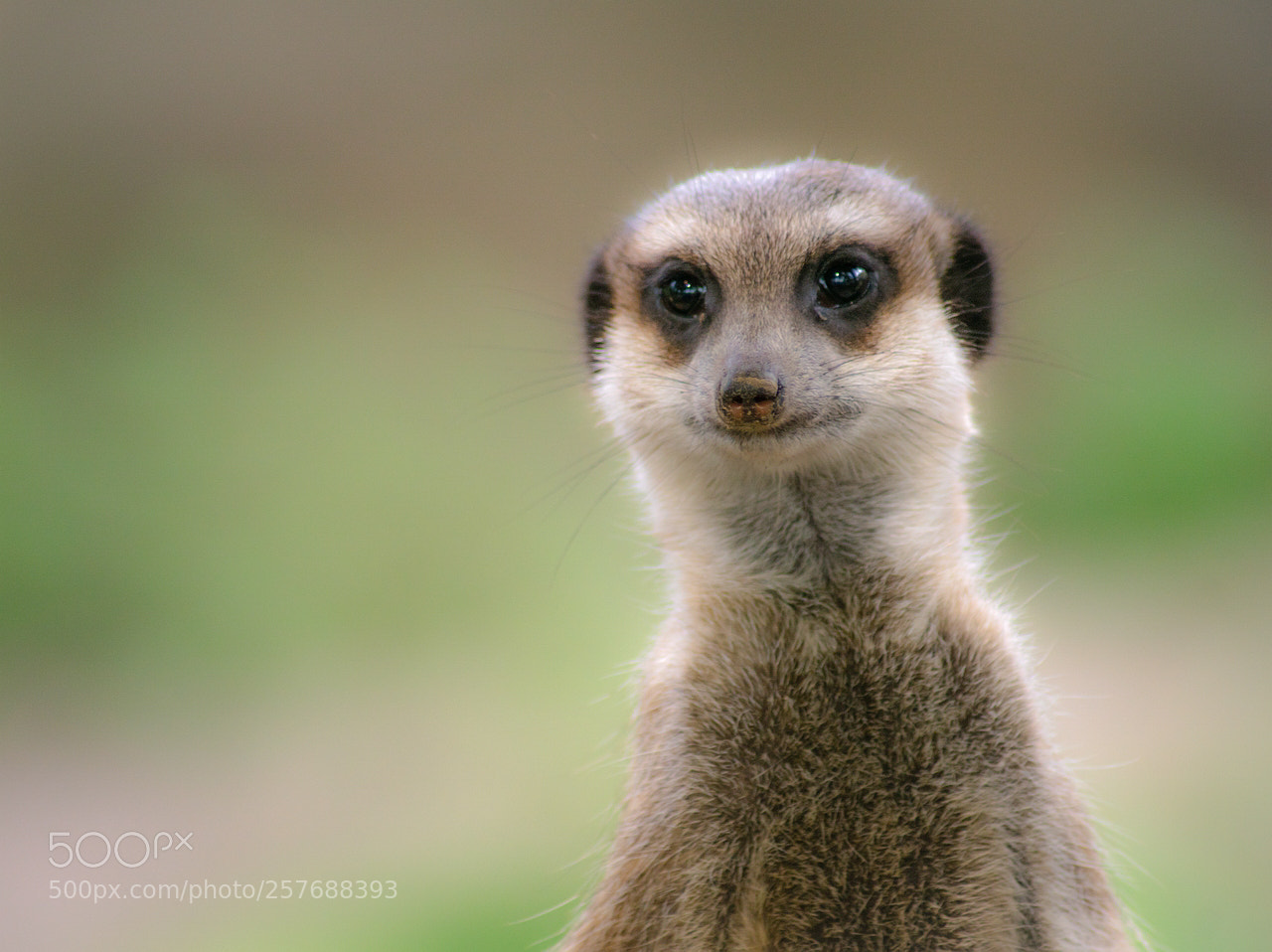 Sony ILCA-77M2 sample photo. Meerkat photography