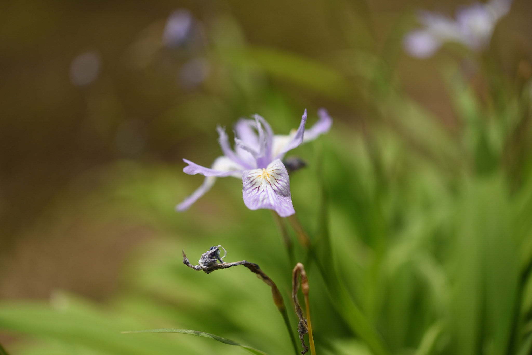 Nikon AF-S Micro-Nikkor 60mm F2.8G ED sample photo. 徽軫灯籠の袂辺りに咲いているアヤメ 兼六園 photography
