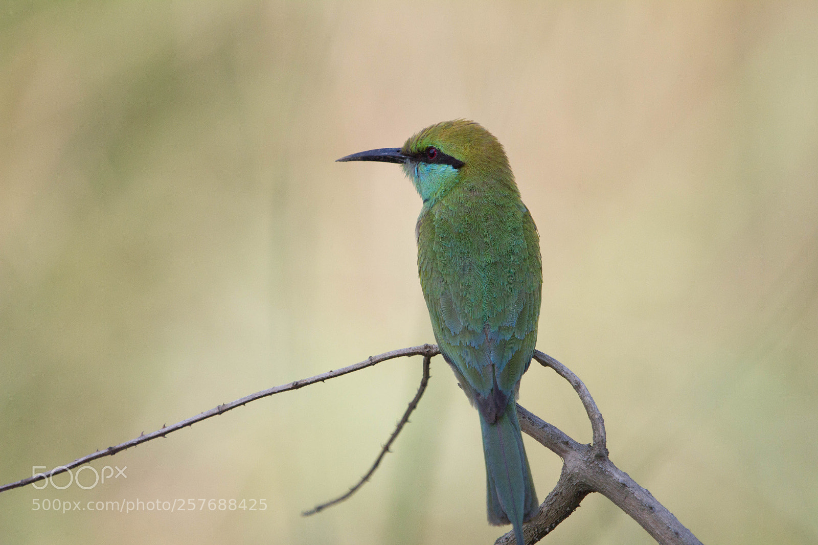 Canon EOS 550D (EOS Rebel T2i / EOS Kiss X4) sample photo. Small green bee eater photography
