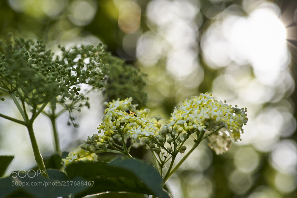 Pentax K-1 sample photo. Mai blühten photography