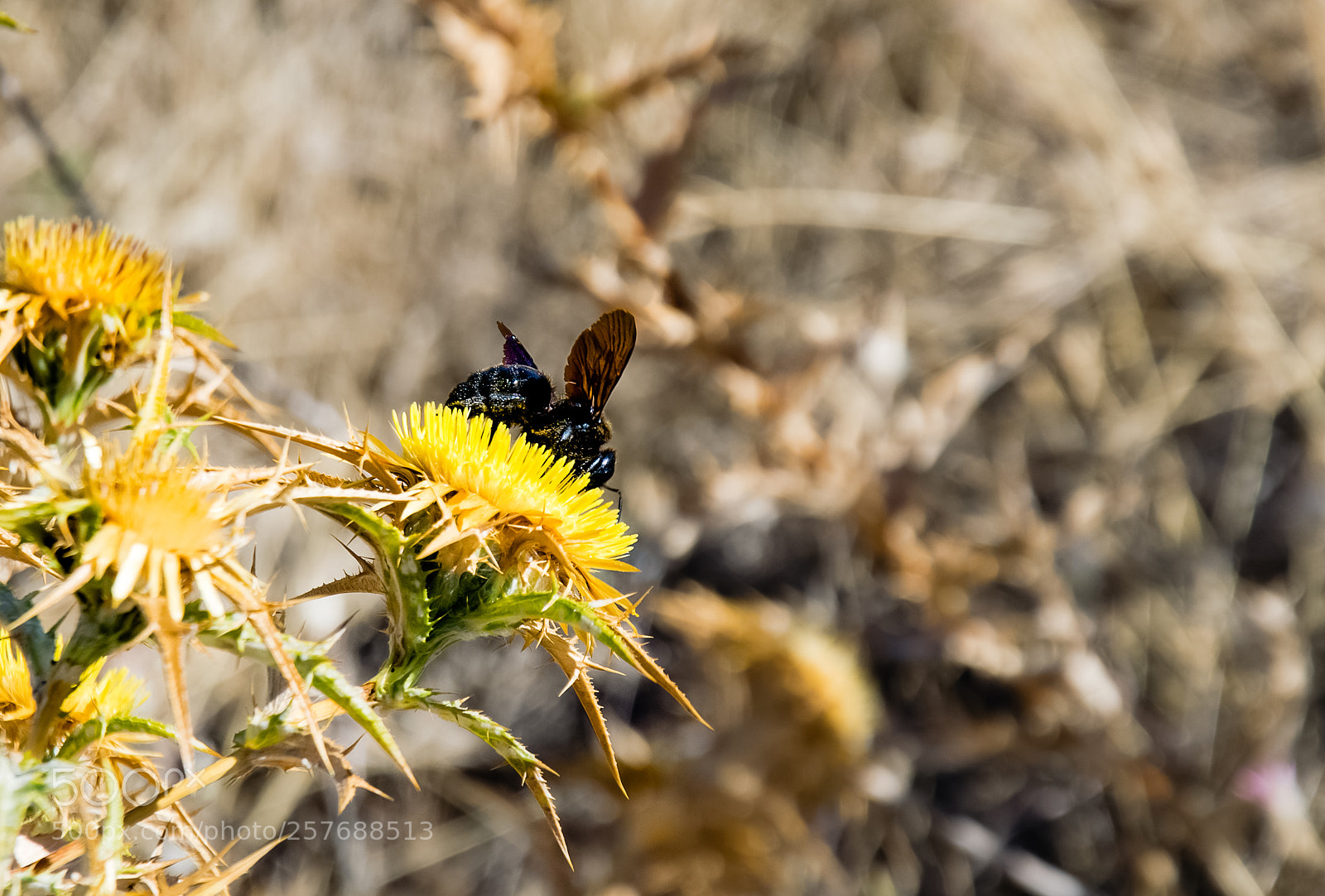 Nikon D5300 sample photo. Black photography