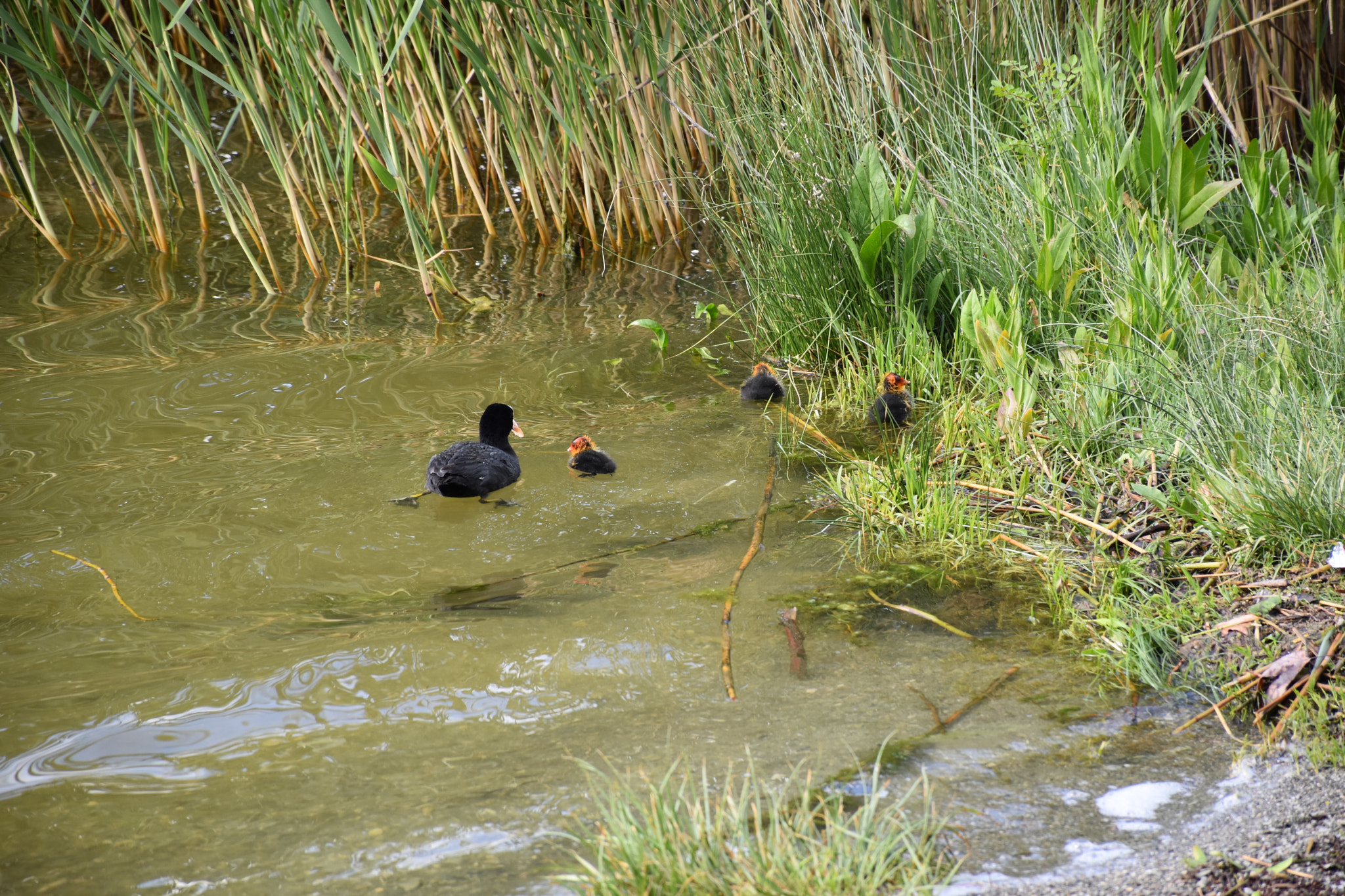 Nikon D5600 sample photo. Happy mother! photography