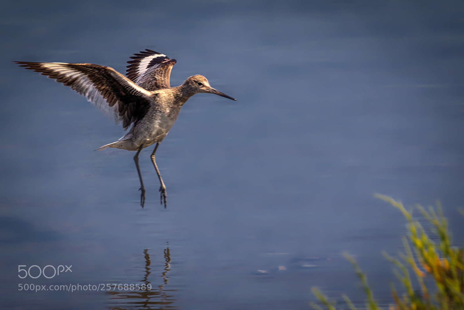 Canon EOS 7D Mark II sample photo. Willet landing photography