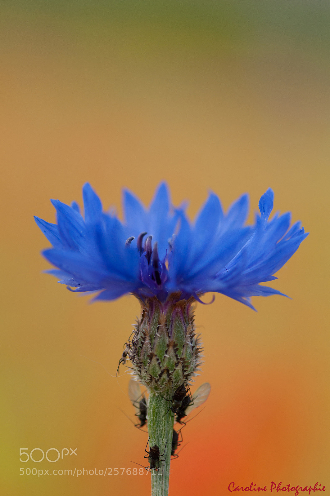 Nikon D90 sample photo. Bleuet photography
