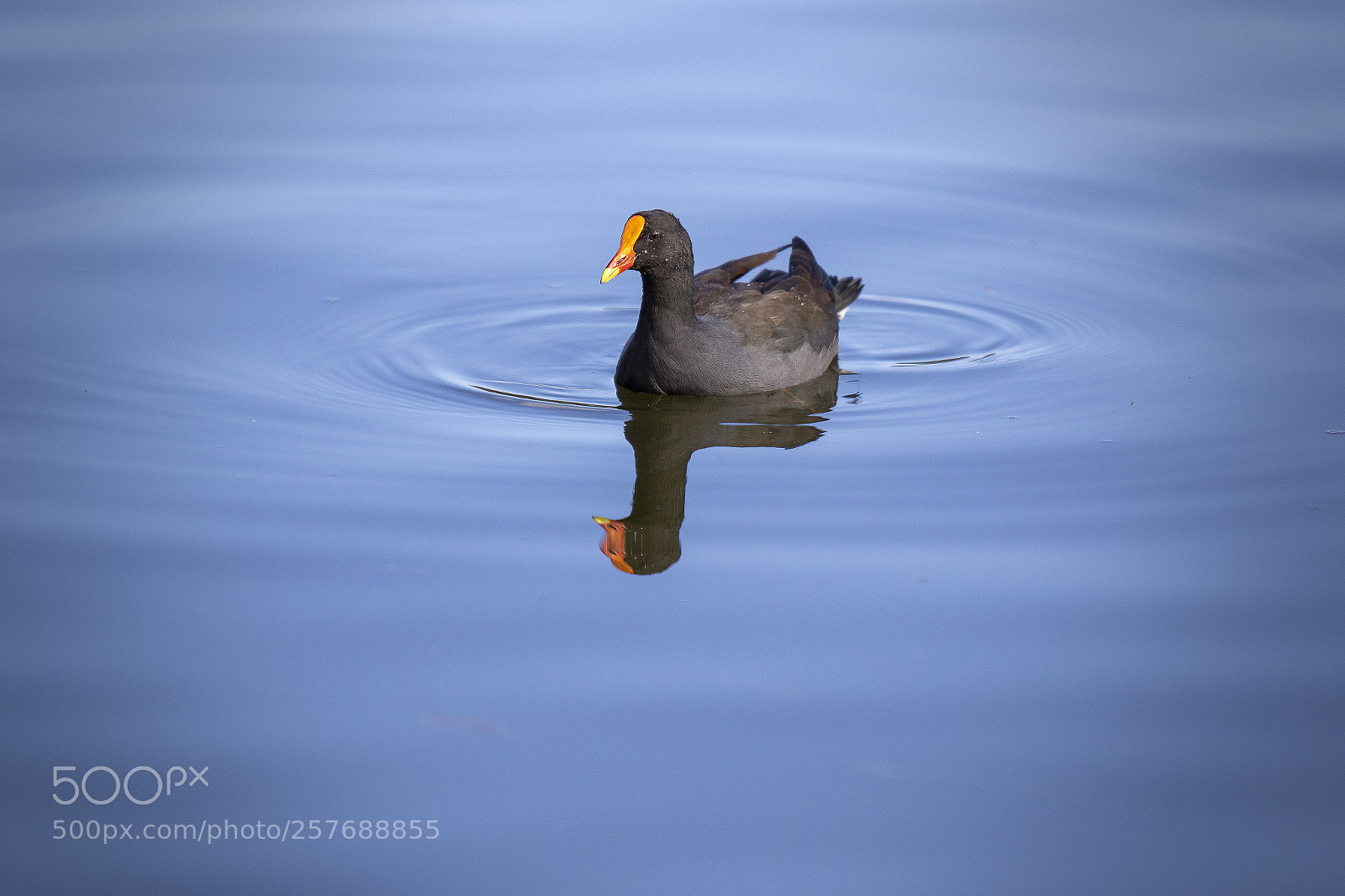 Canon EOS 7D Mark II sample photo. Swimming bird photography