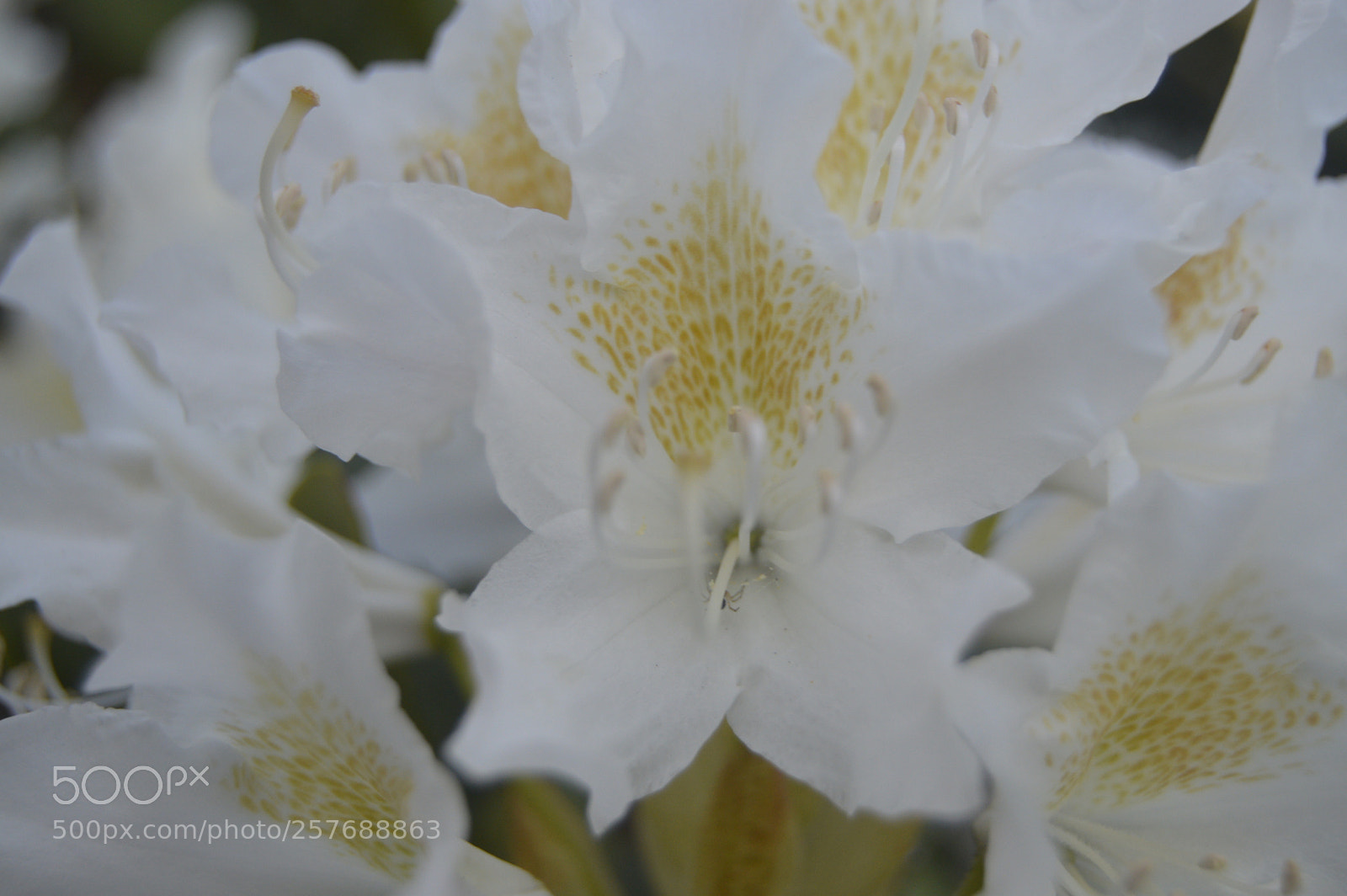 Nikon D3200 sample photo. Skøn natur photography
