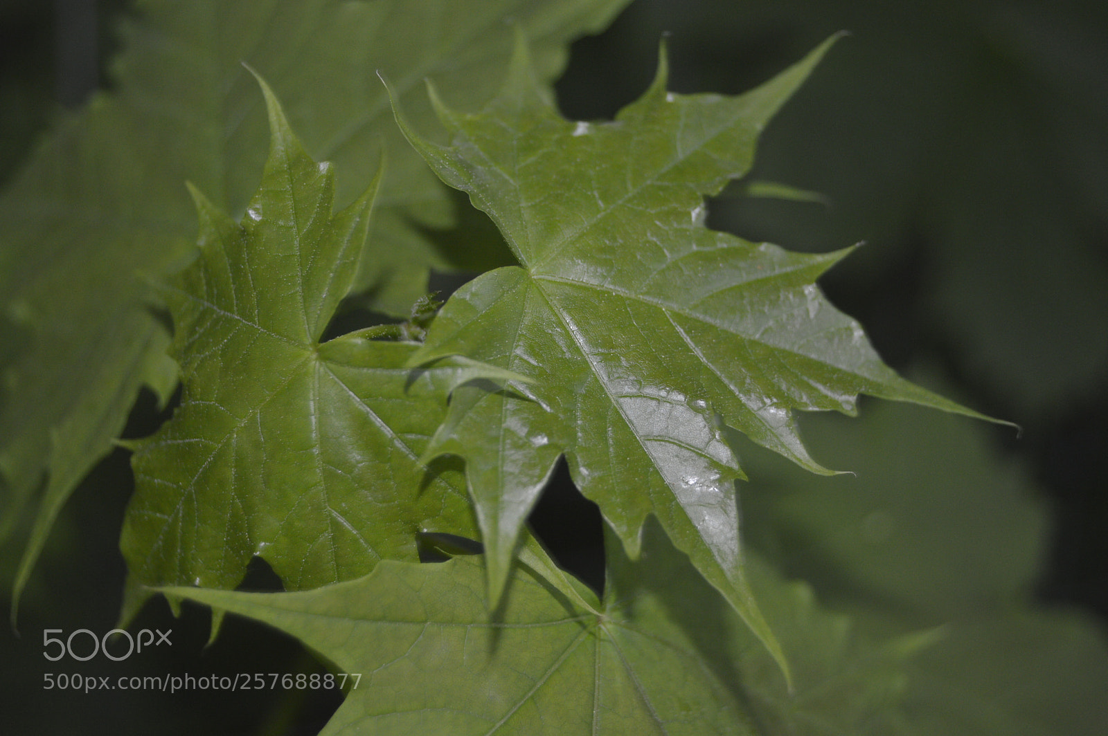Nikon D3200 sample photo. Skøn natur photography