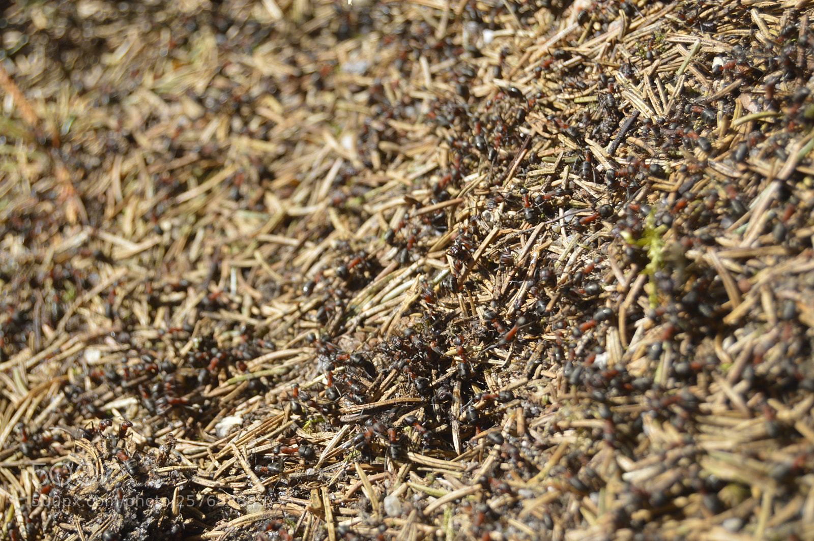 Nikon D3200 sample photo. Skøn natur photography
