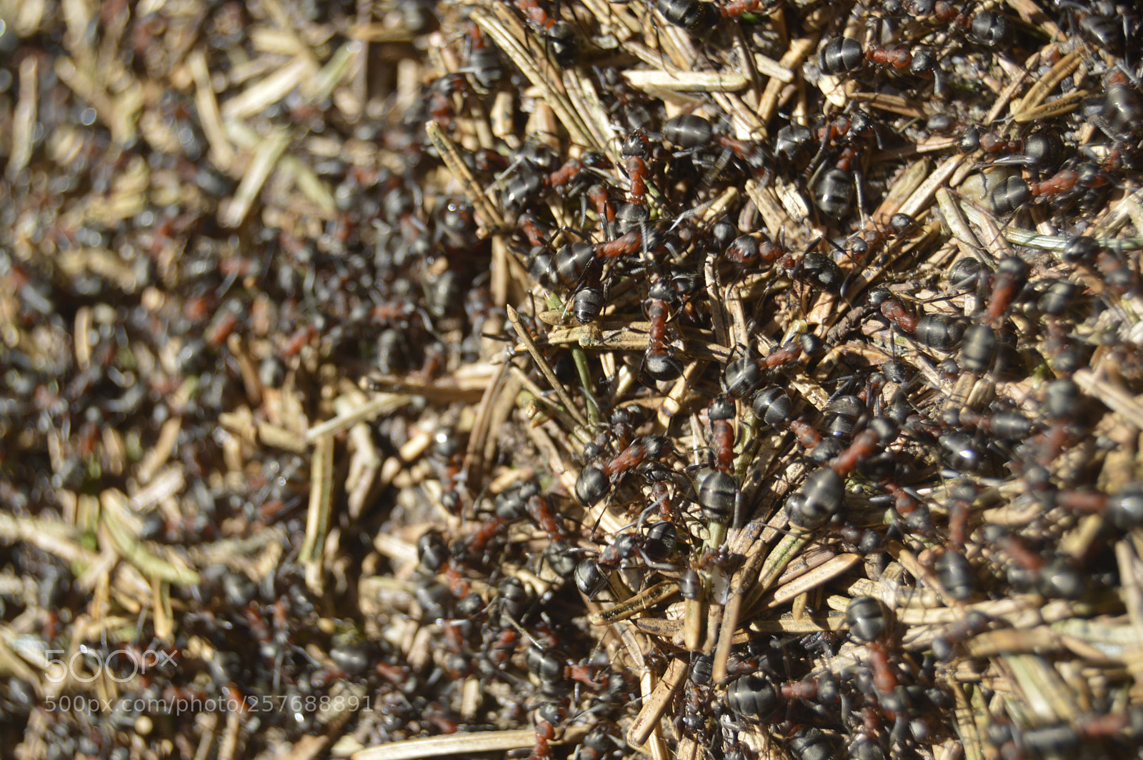 Nikon D3200 sample photo. Skøn natur photography